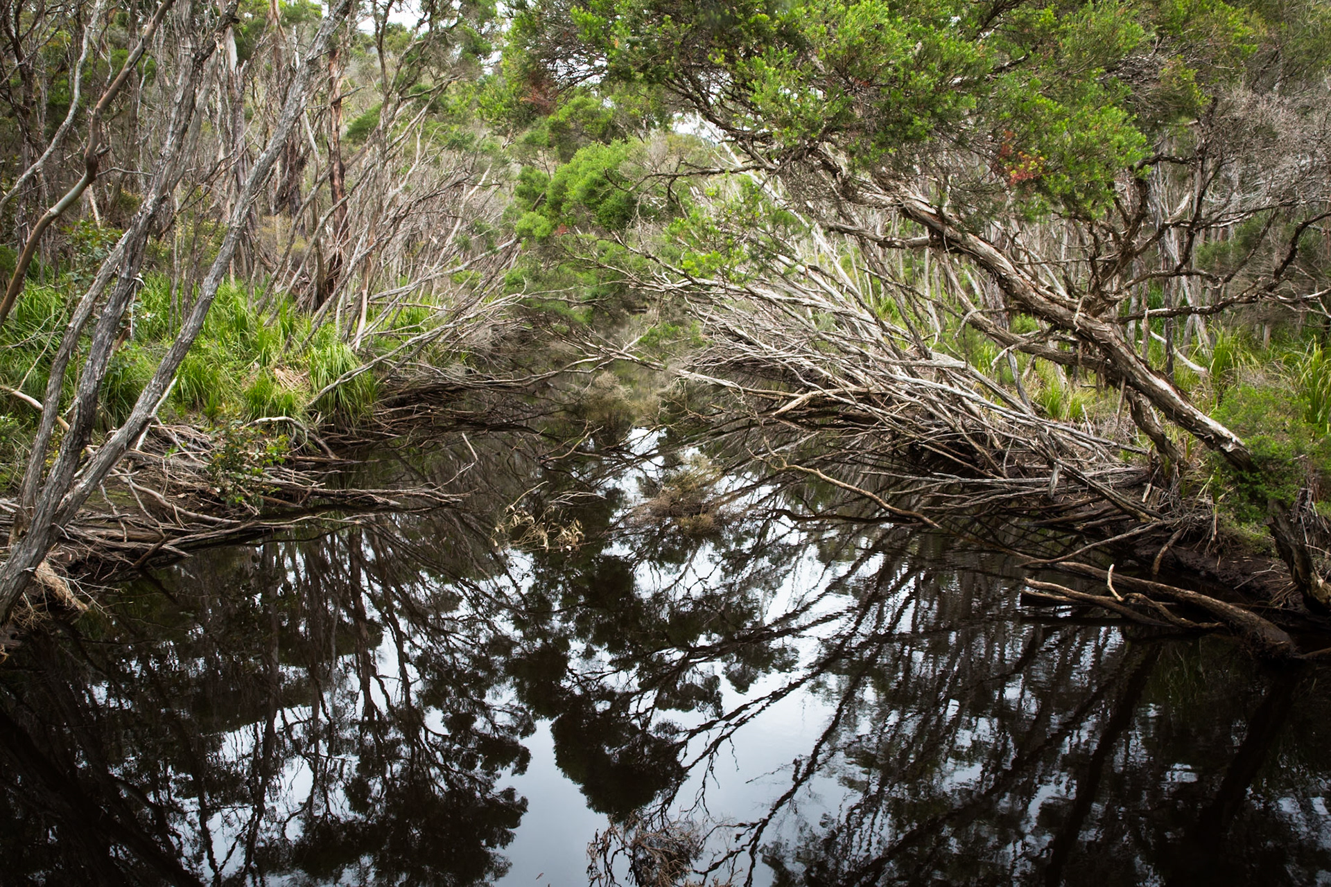 Telegraph Saddle carpark via Windy Saddle and Ferny Glade to Sealers Cove / beach (lunch and return.
