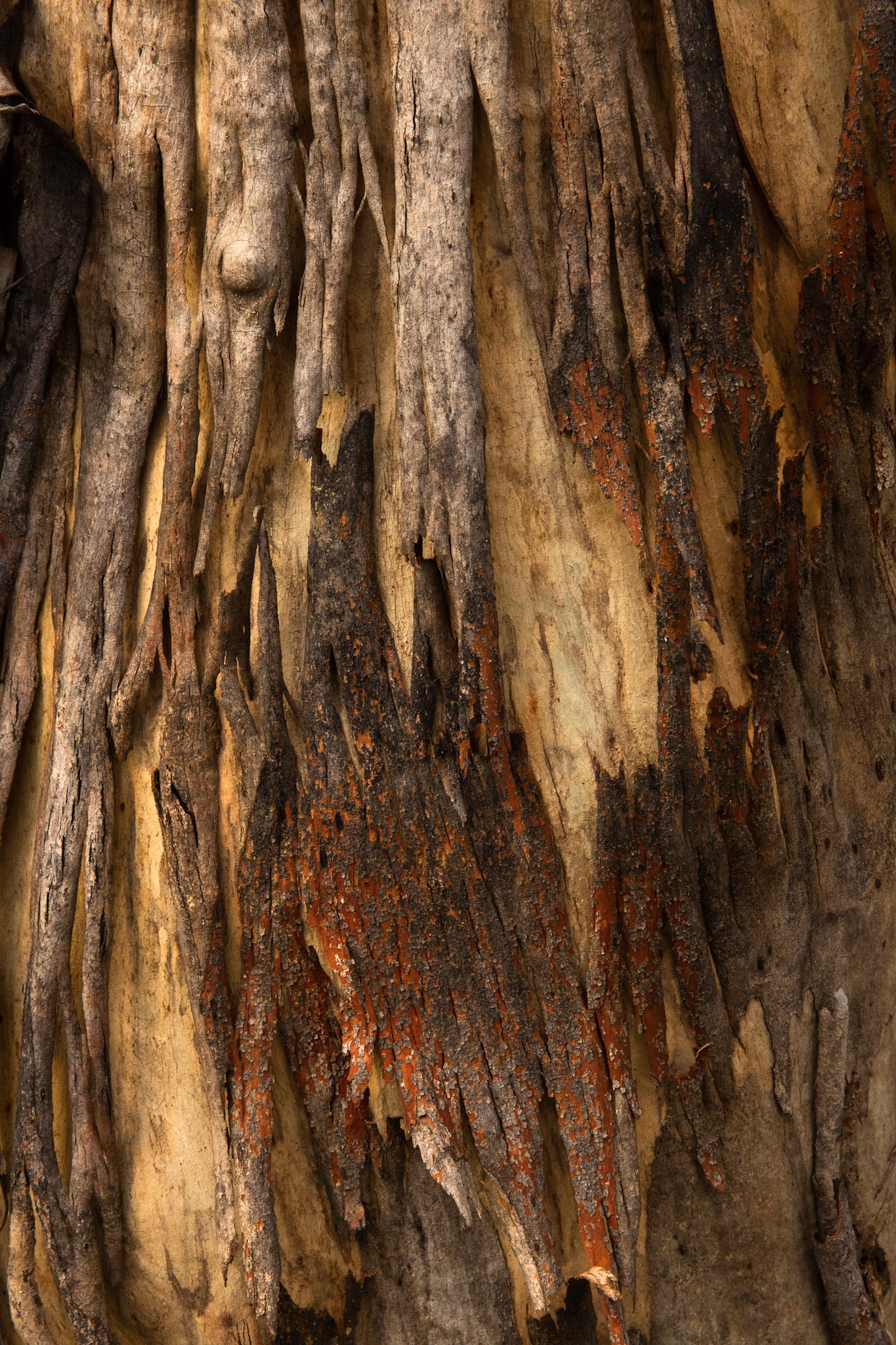 Sawpit creek track, Mount Kosciuszko National Park, Snowy Mountains, New South Wales