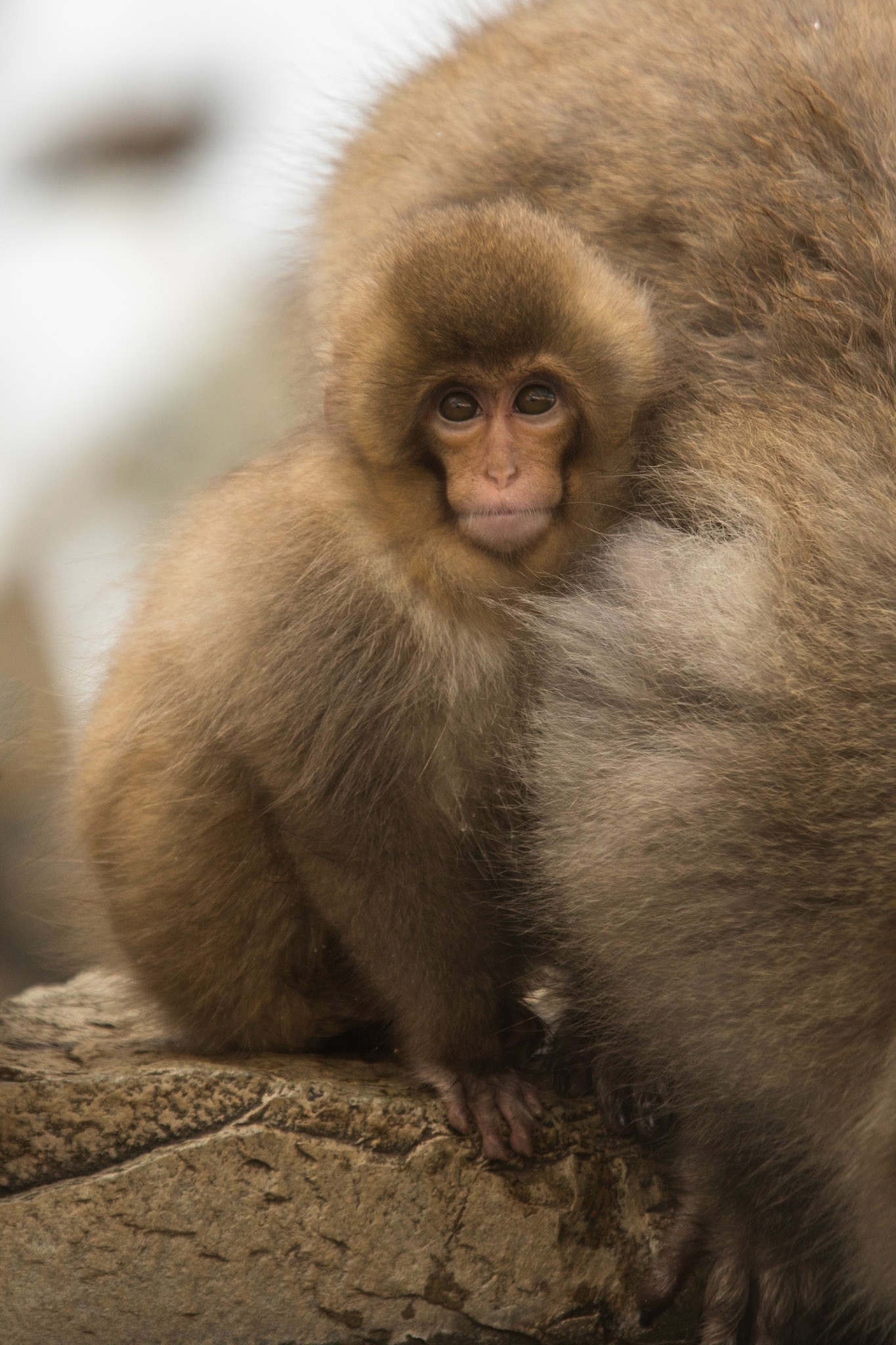 Jigokudani Yaen-Koen, Snow Monkeys, Yudanaka, Japan