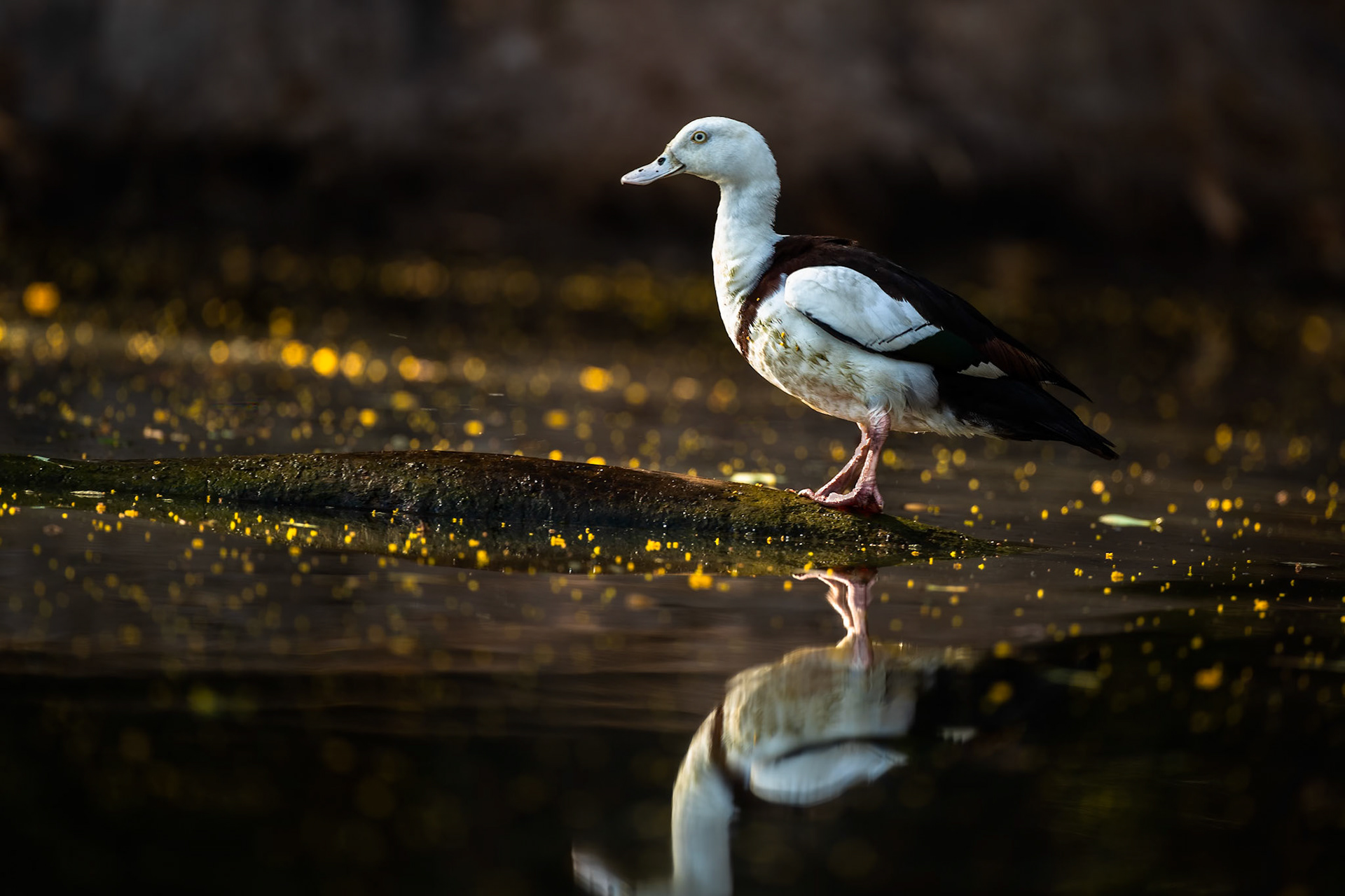 Radjah shelduck, Corroboree billabong, Corroboree, Northern Territory, Australia