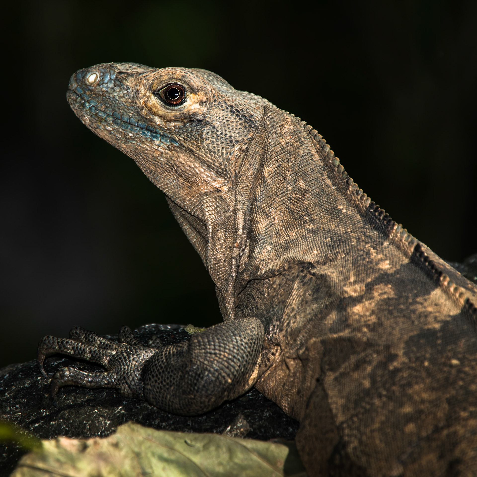 Spiny iguana, Villa Lapas, Costa Rica, 2018