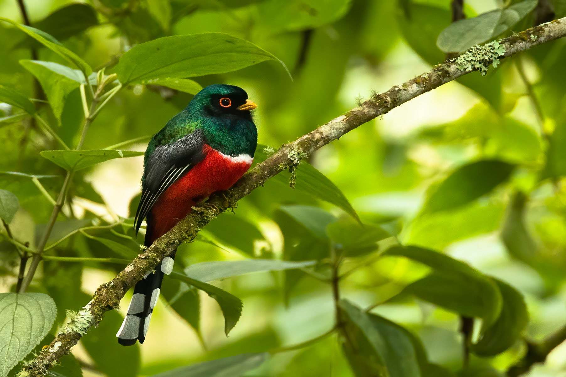 Collared trogan, Rio Blanco, Colombia