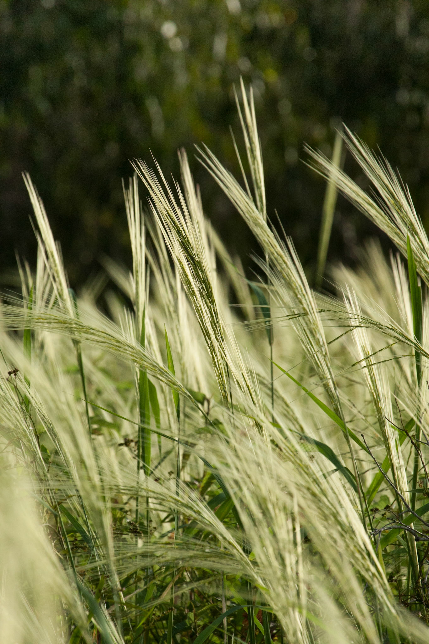 Wild-rice, Mount Borradale, Arnhemland, Northern Territory