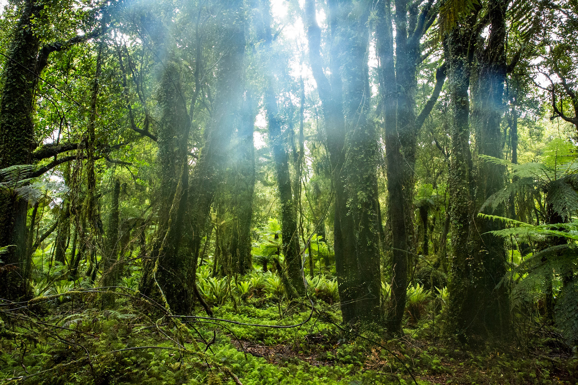Hollyford Track, Pyke Lodge to Martin's Bay, New Zealand