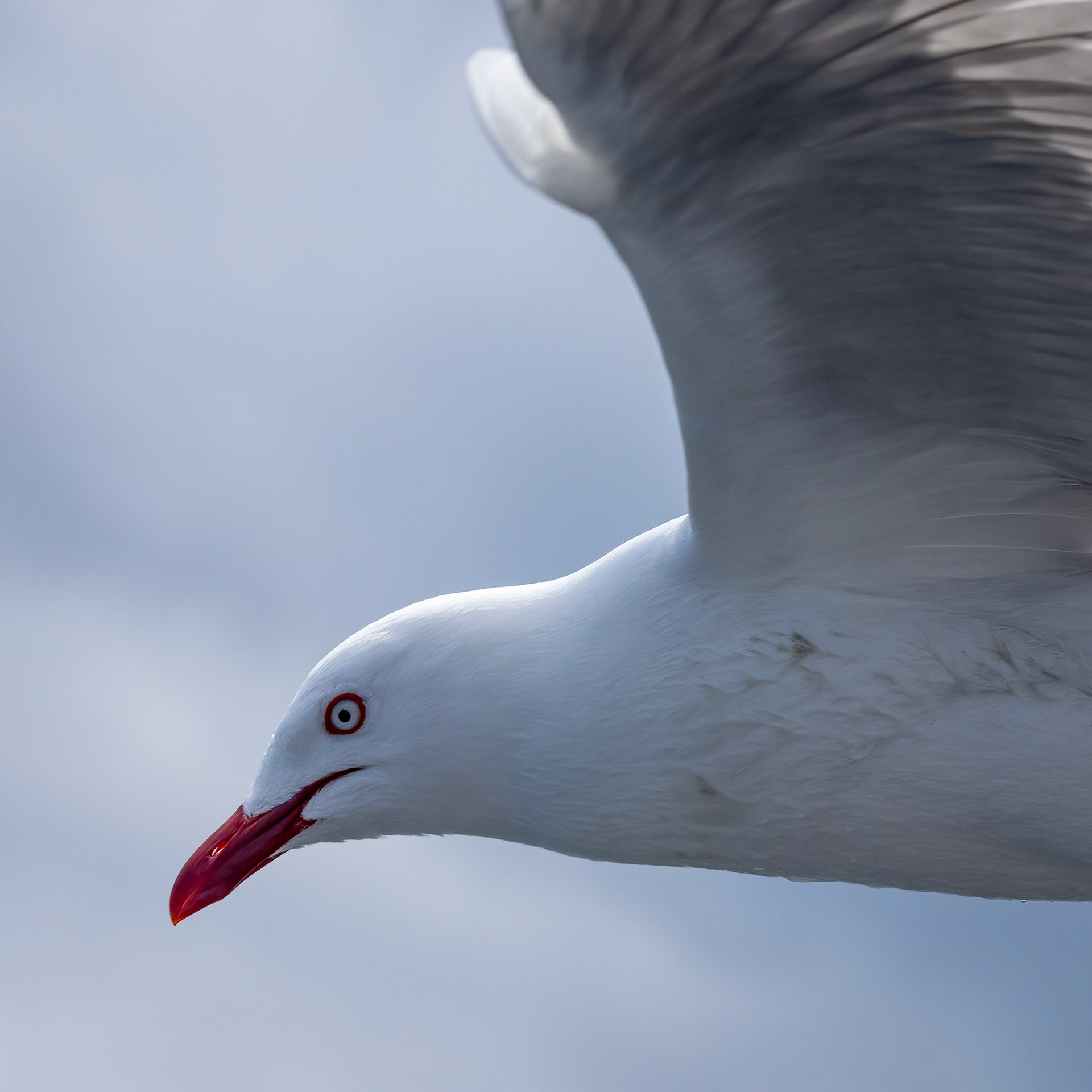 Red-billed gull, Kaikōura, New Zealand