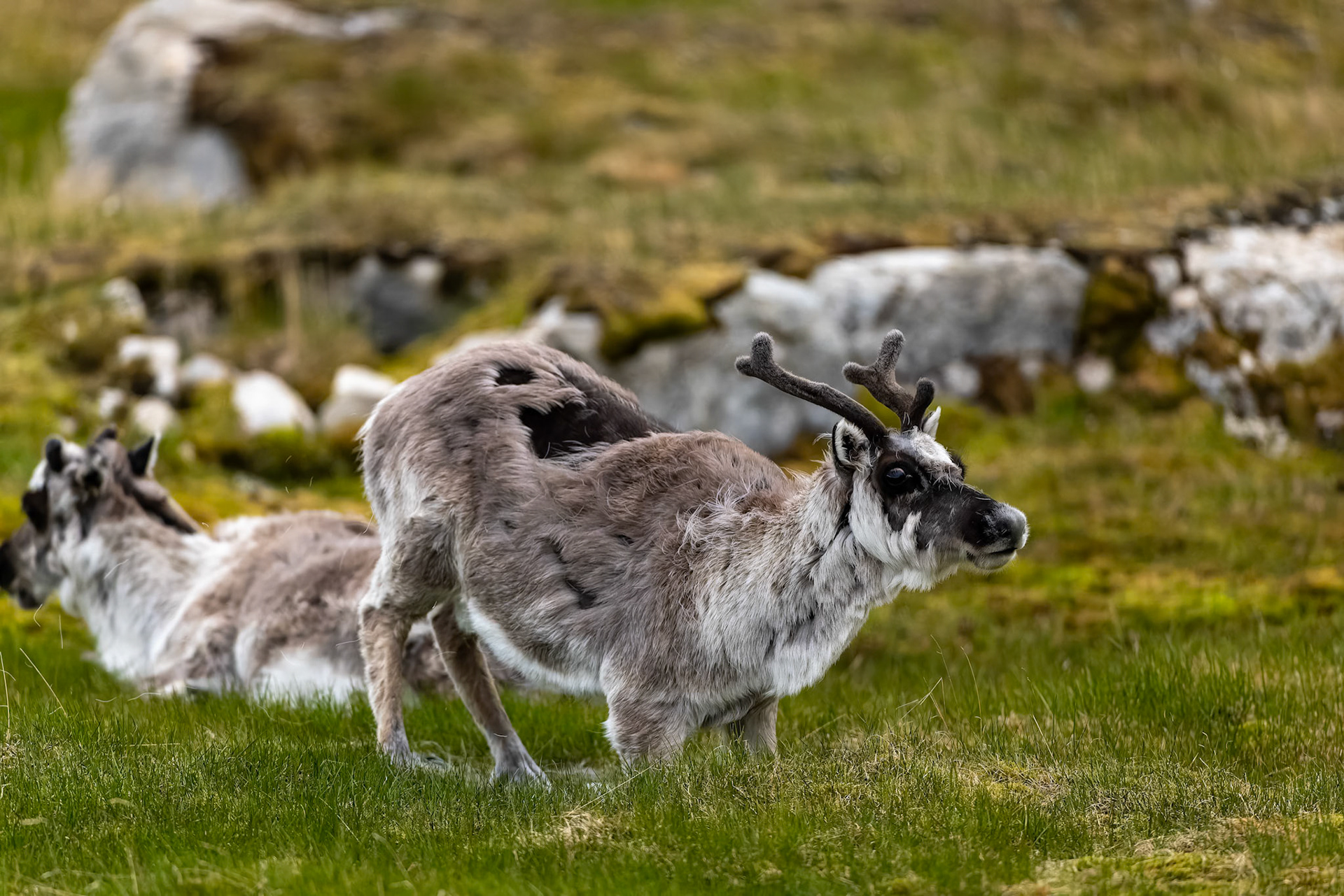 Svalbard's reindeer, Trygghamna, Svalbard, Norway