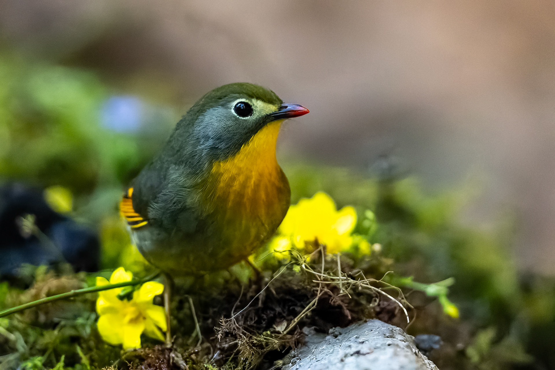 Red-billed leiothrix, Bird's Den, Corbett Tiger Reserve, India