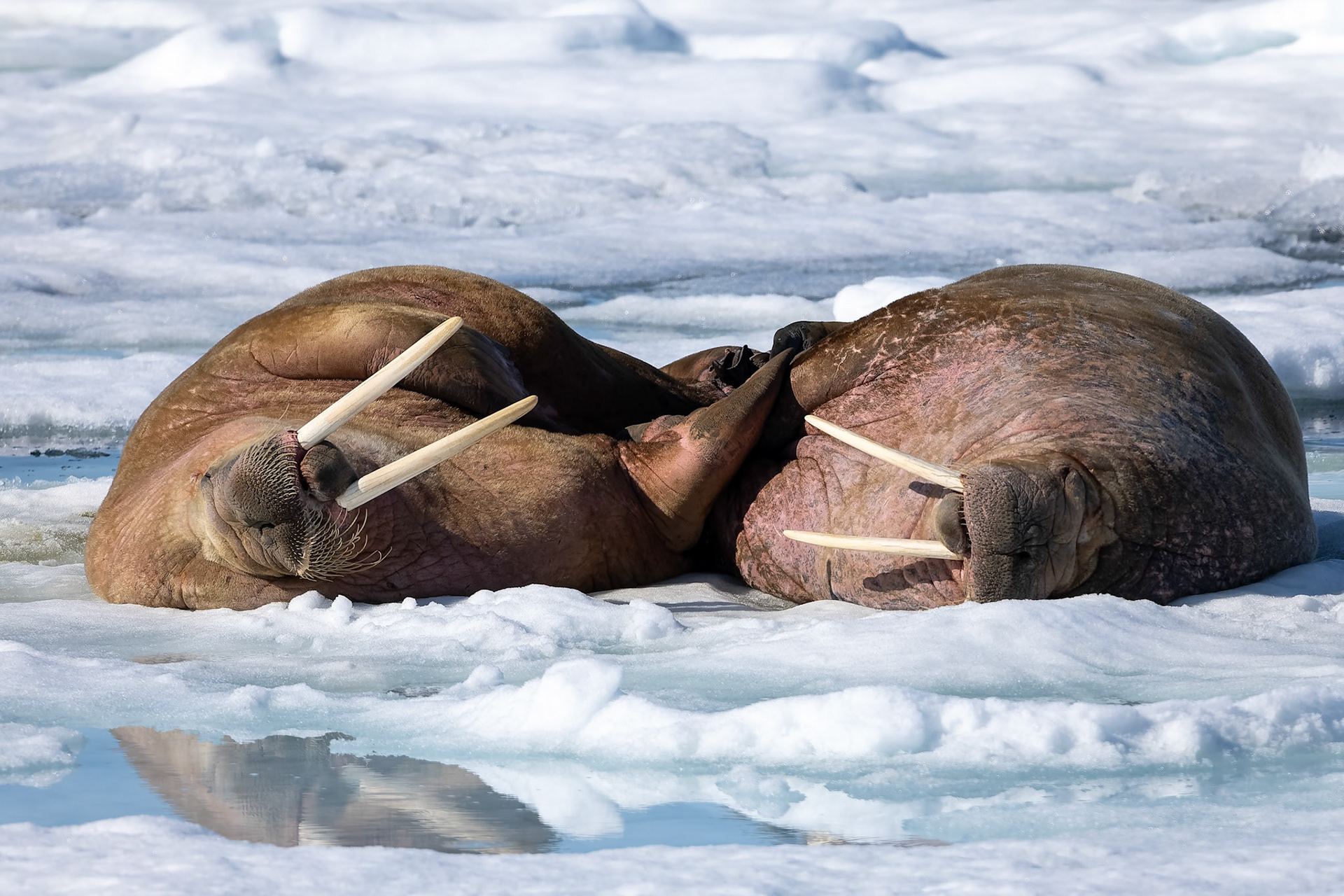 Walrus, Osteroyare, Svalbard, Norway