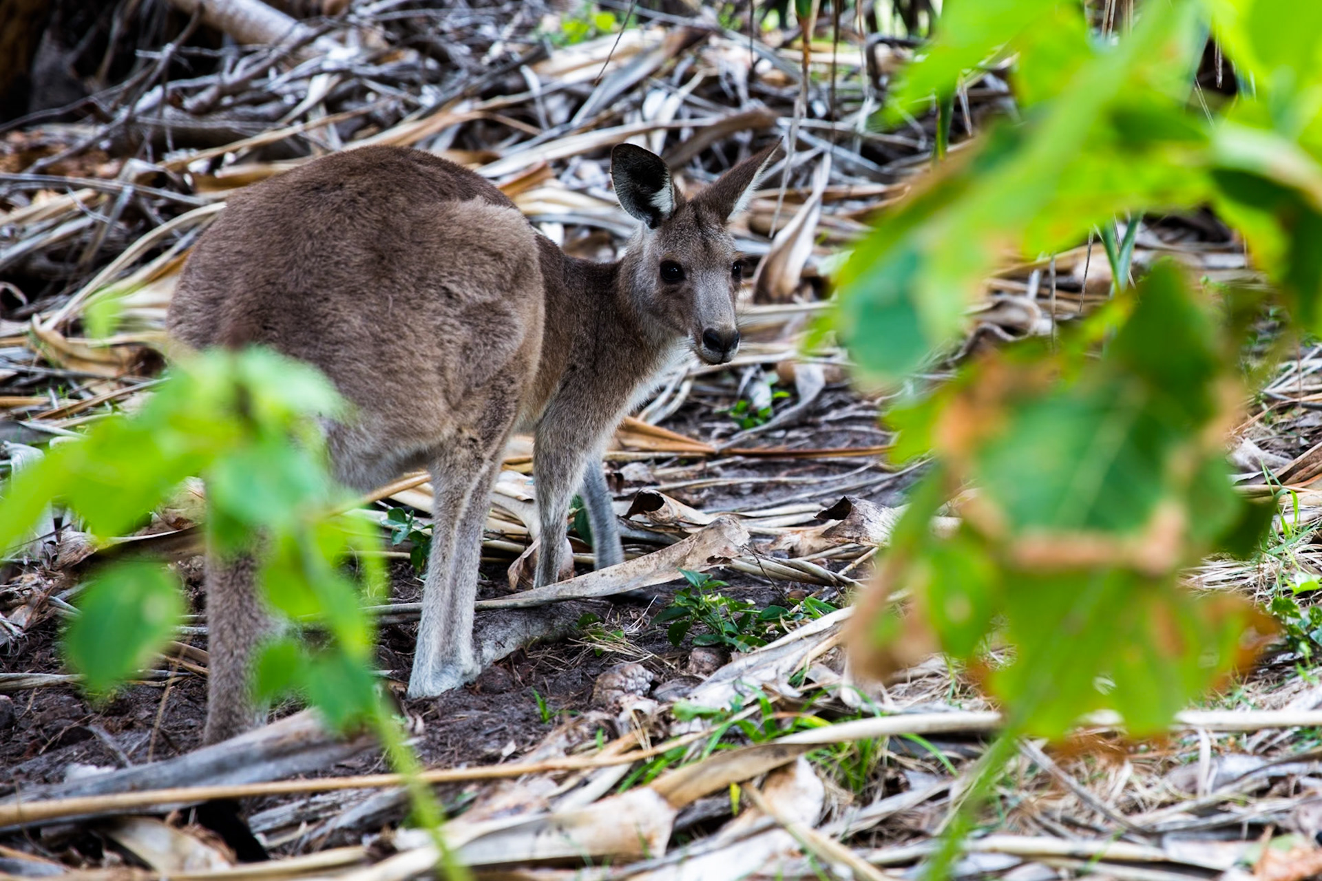 Stradbroke Island, Queensland