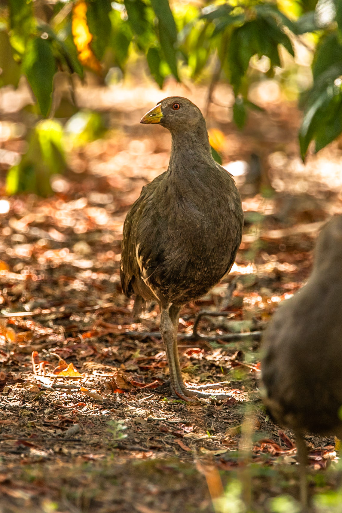 Tasmanian native hen, Nierrinna Creek Reserve, Hobart, Tasmania