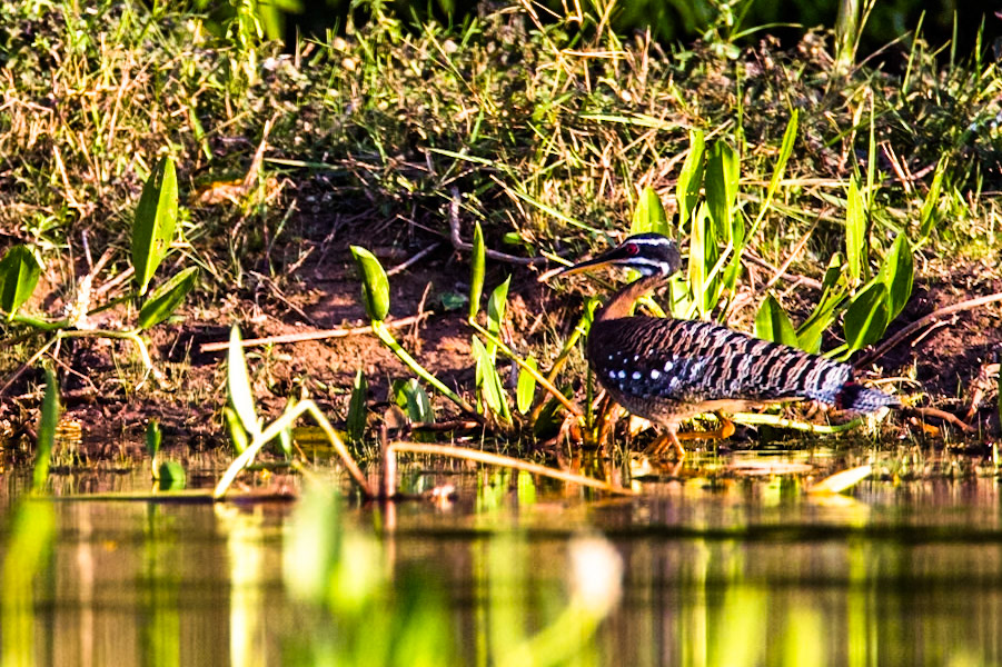 Sunbittern, Pousada Piuval, Pantanal, Brazil