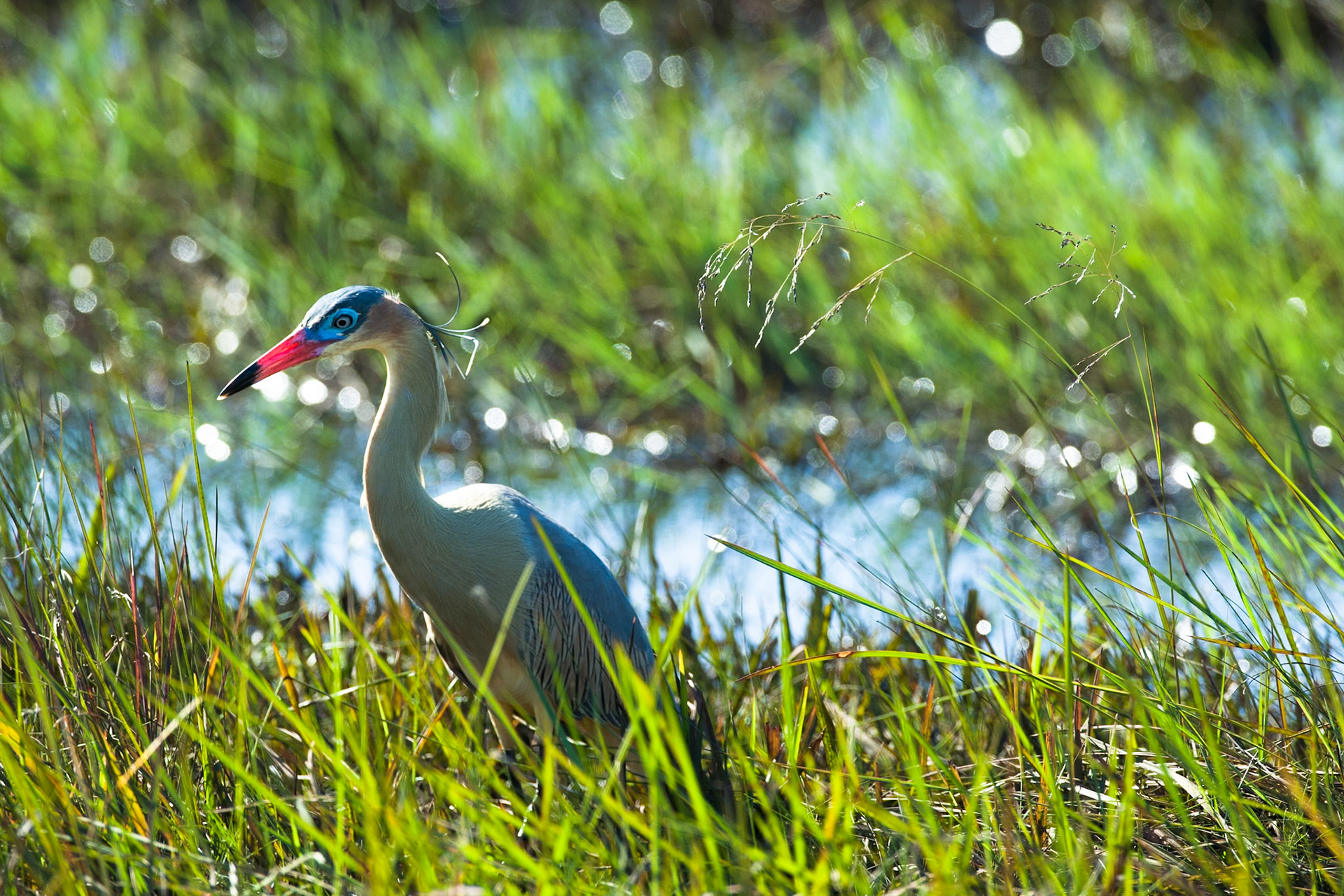 Whistling heron, Puerto Valle Esteros, Ibera wetlands, Corrientes, Argentina