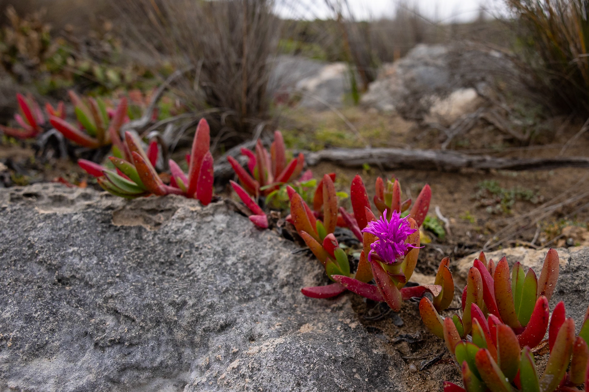 Kangaroo Island, South Australia