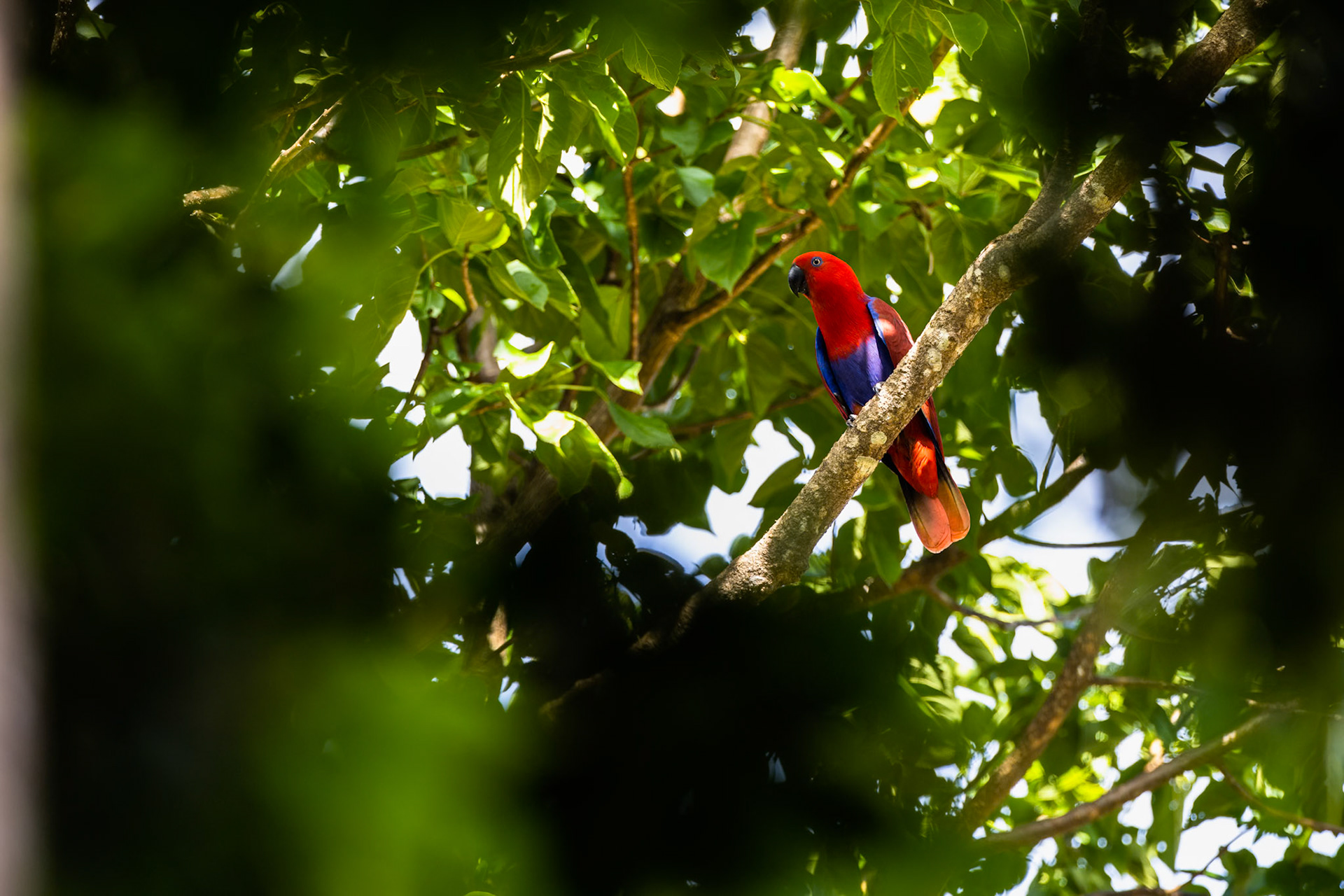 Eclectus parrot, Kutini-Payamu (Iron Range) National Park, Cape York Penninsula, Queensland