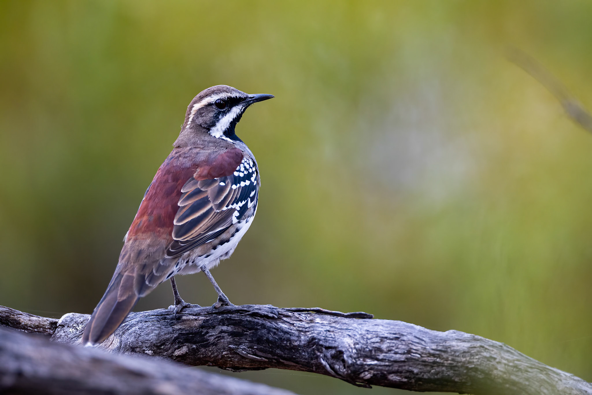 Copperback quail-thrush, Ceduna, South Australia