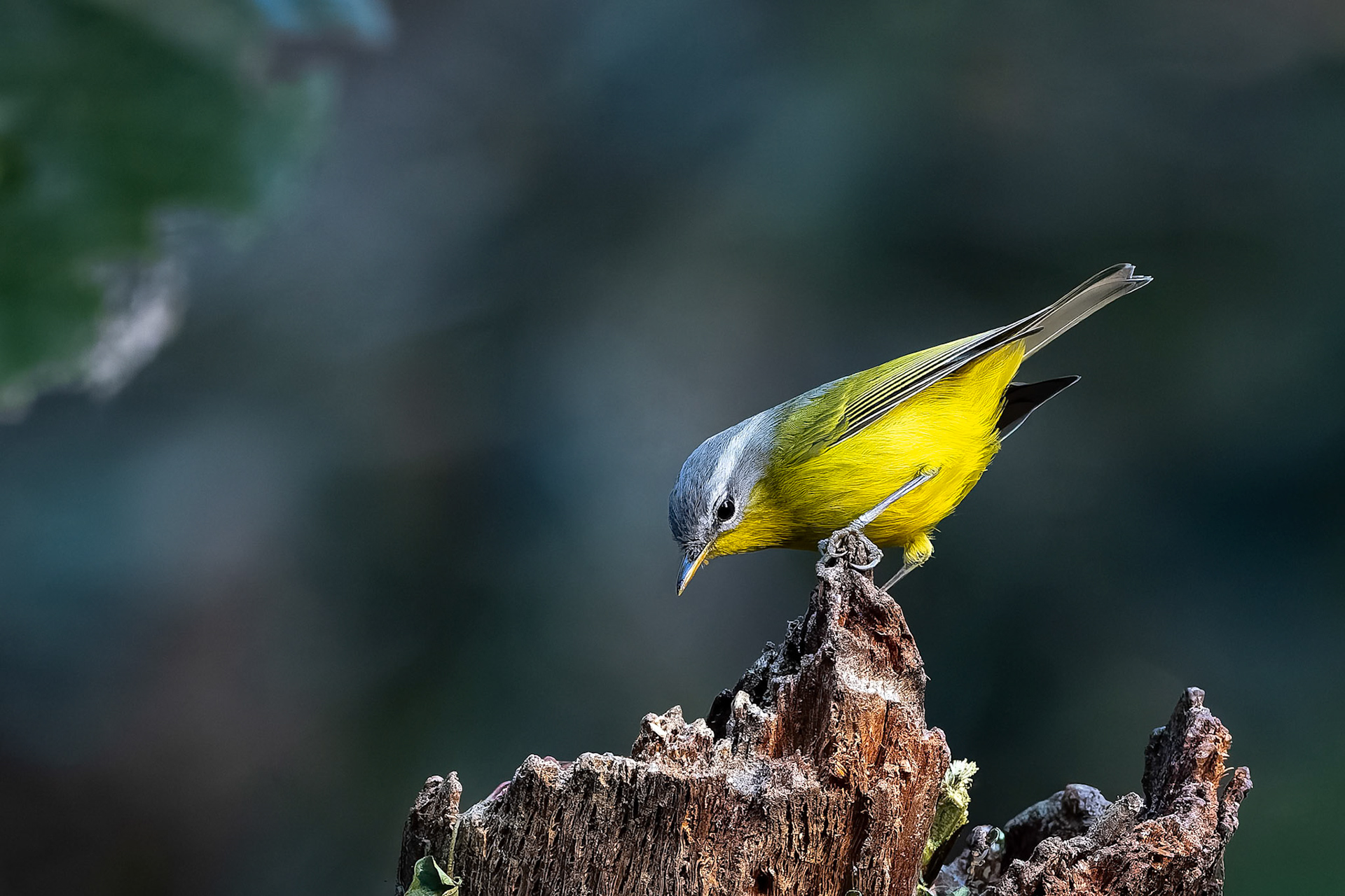 Grey-hooded warbler, Bird's Den, Corbett Tiger Reserve, India