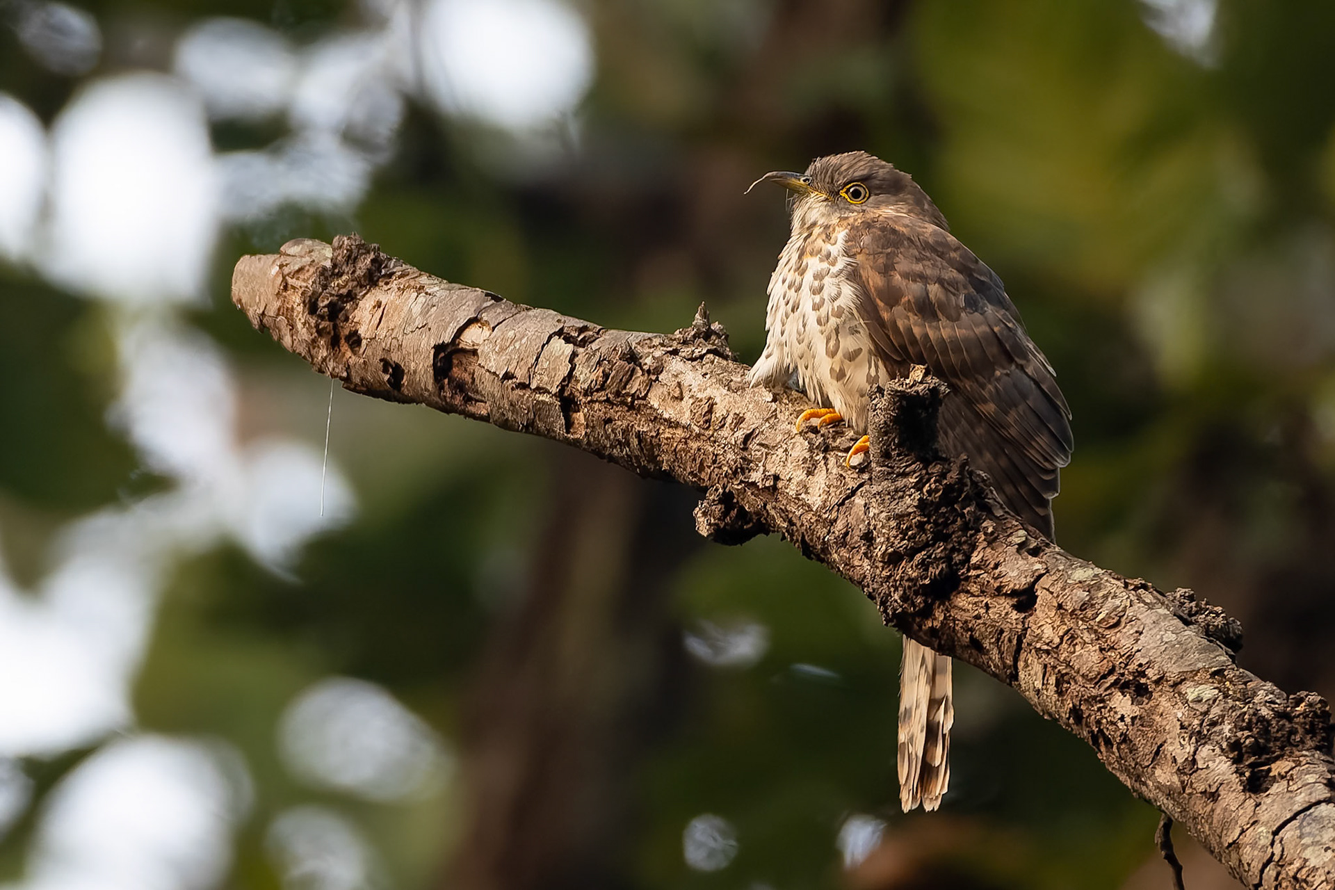 Common hawk-cuckoo, Kahna, India