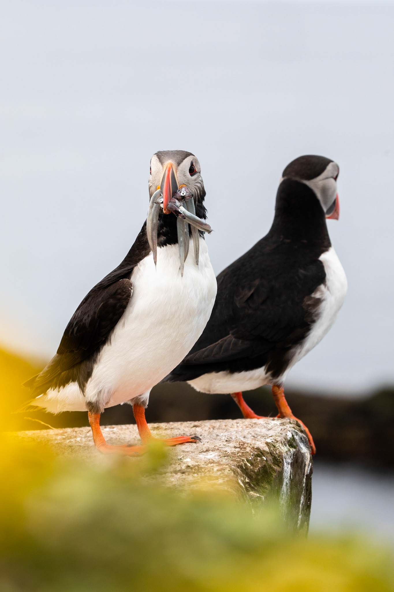 Atlantic puffin, Grímsey Island, Iceland