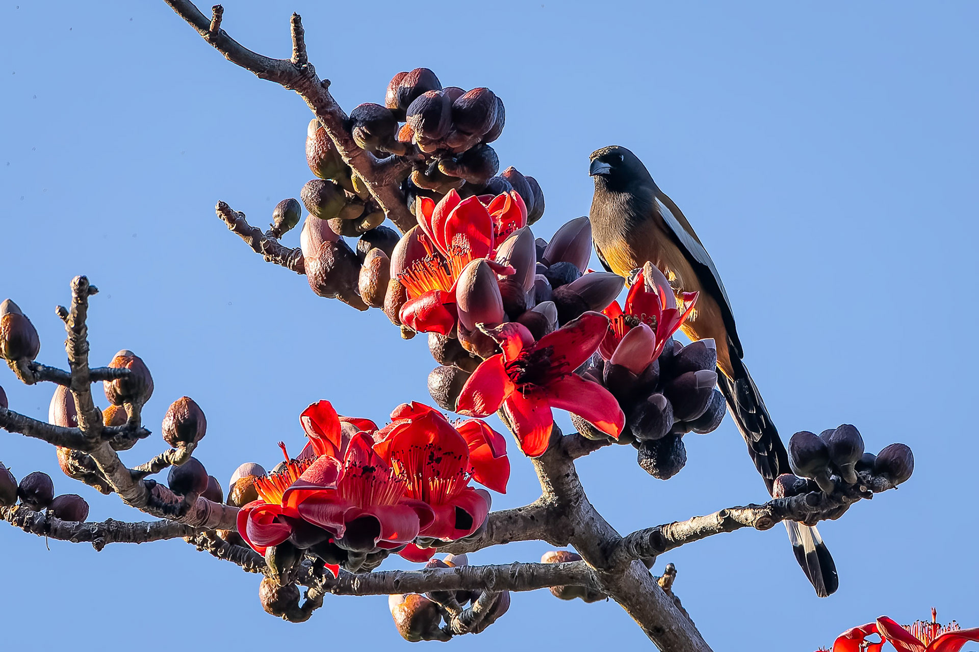 Rufous treepie, Garhh Mukteshwar, India
