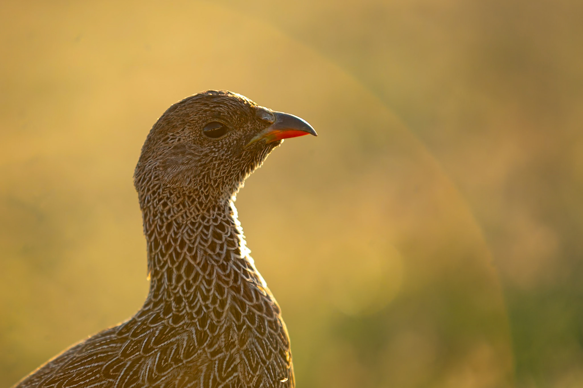 Cape spurfowl, De Hoop