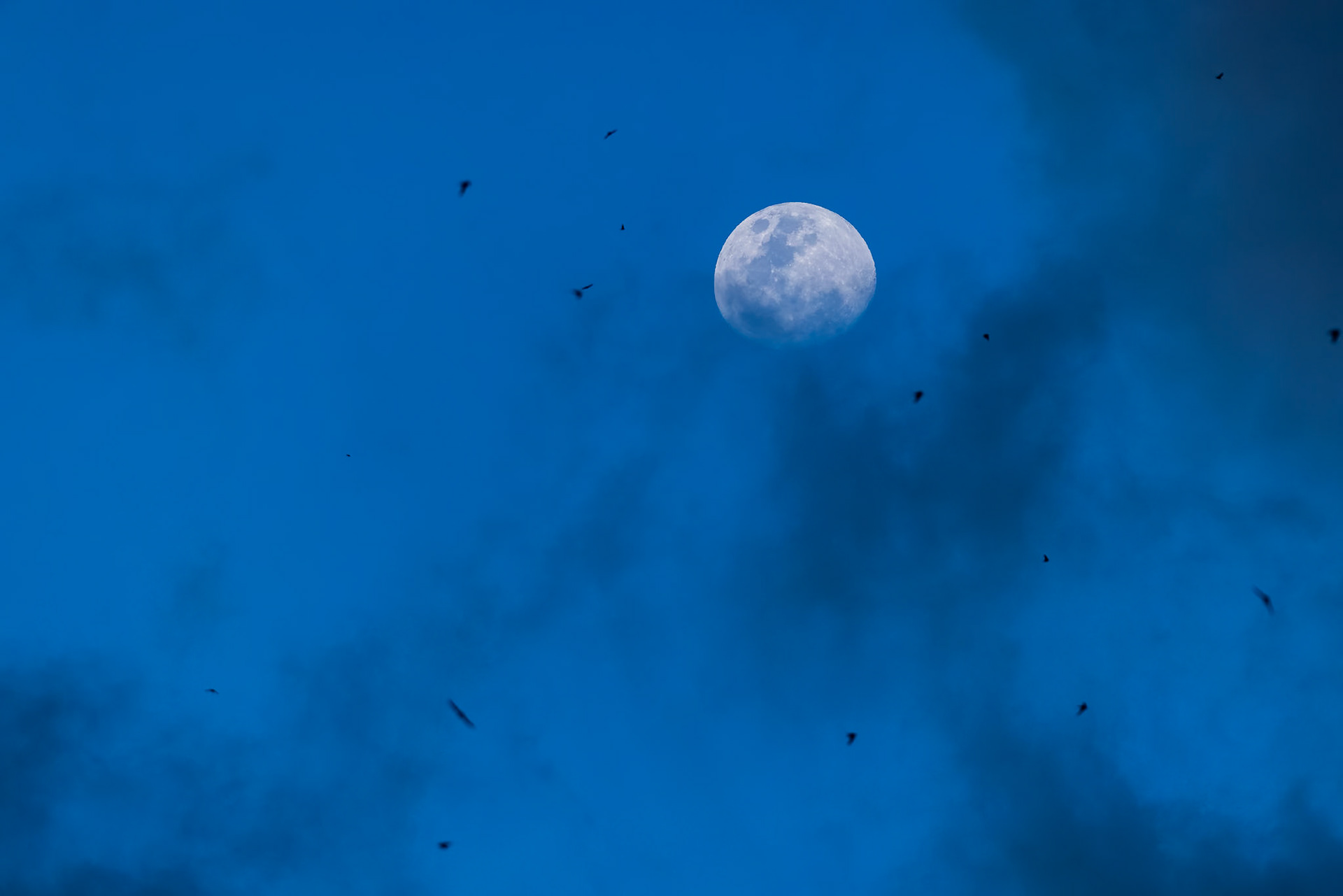 Swallows, Gomantong Caves, Sukau, Borneo