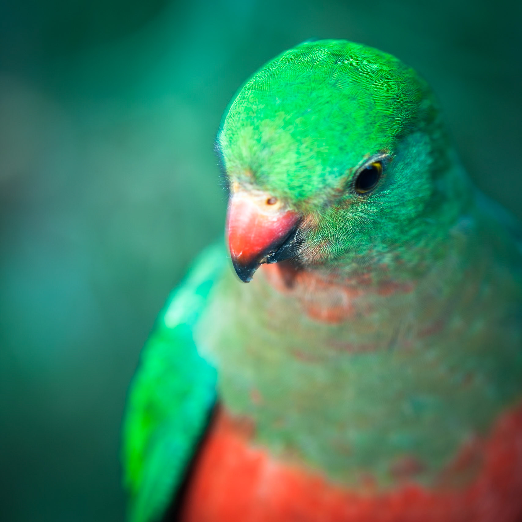 Lamington National Park, Queensland
