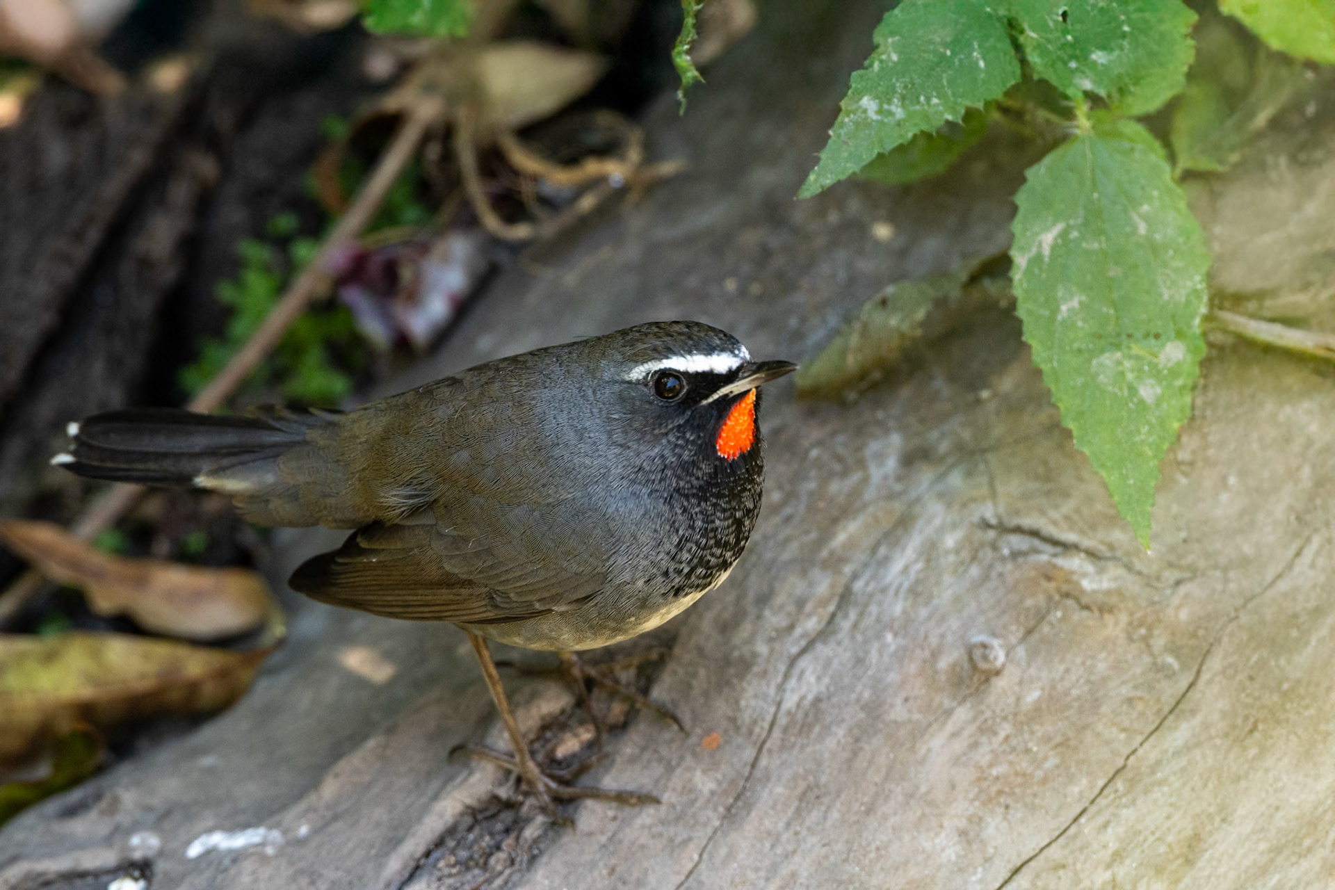 Himalayan rubythroat, Corbett Tiger Reserve, India