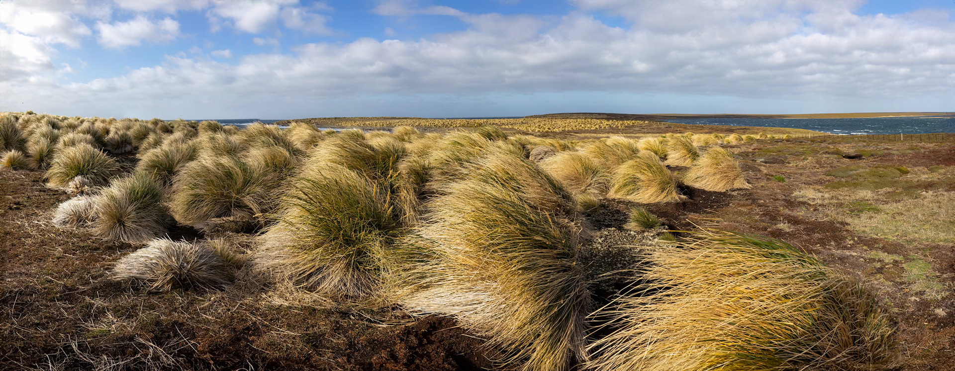 Landscape, Bleaker Island, Falkland Islands