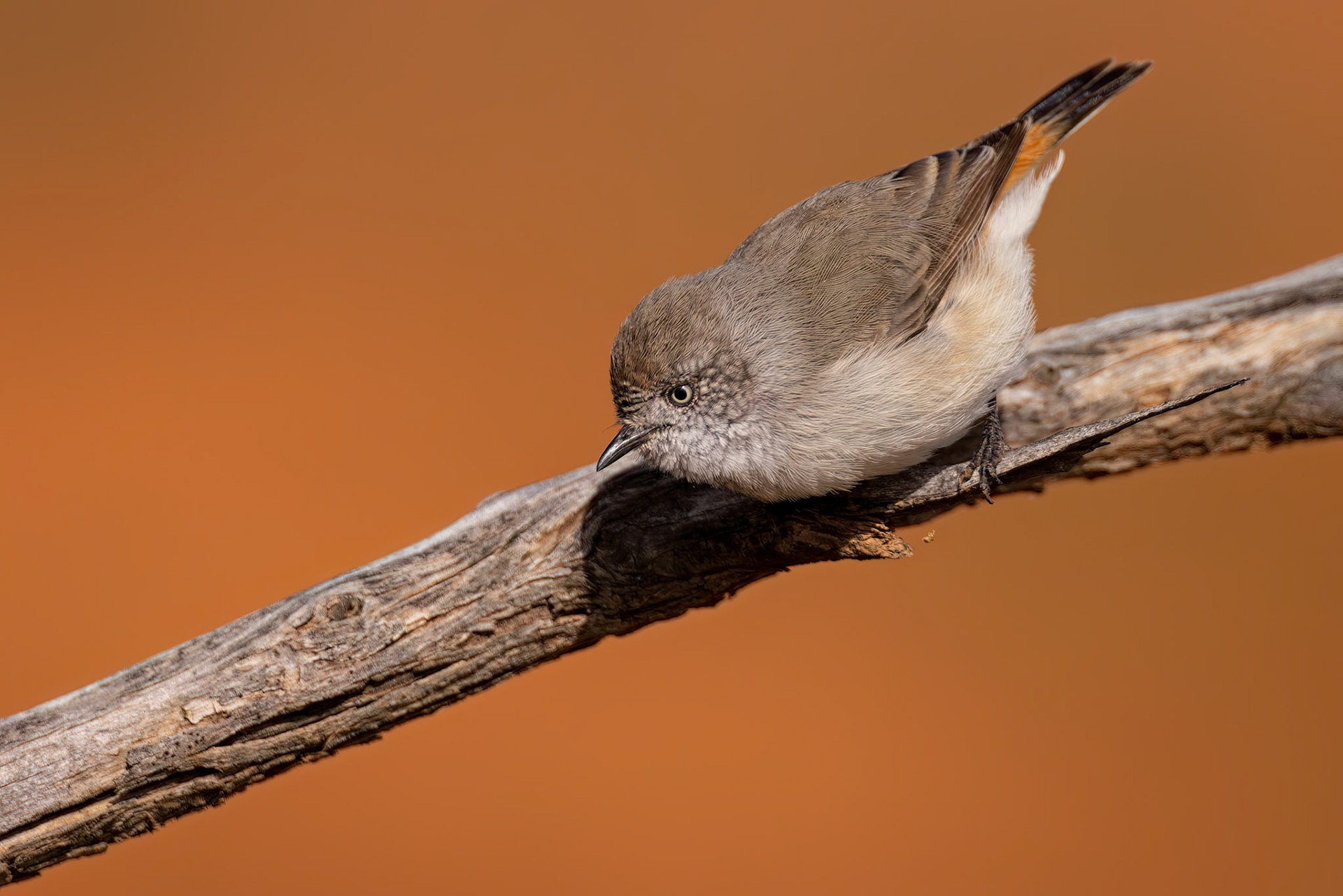 Chestnut-rumped thornbill, Eromanga to Thargomindah, Queensland, Australia