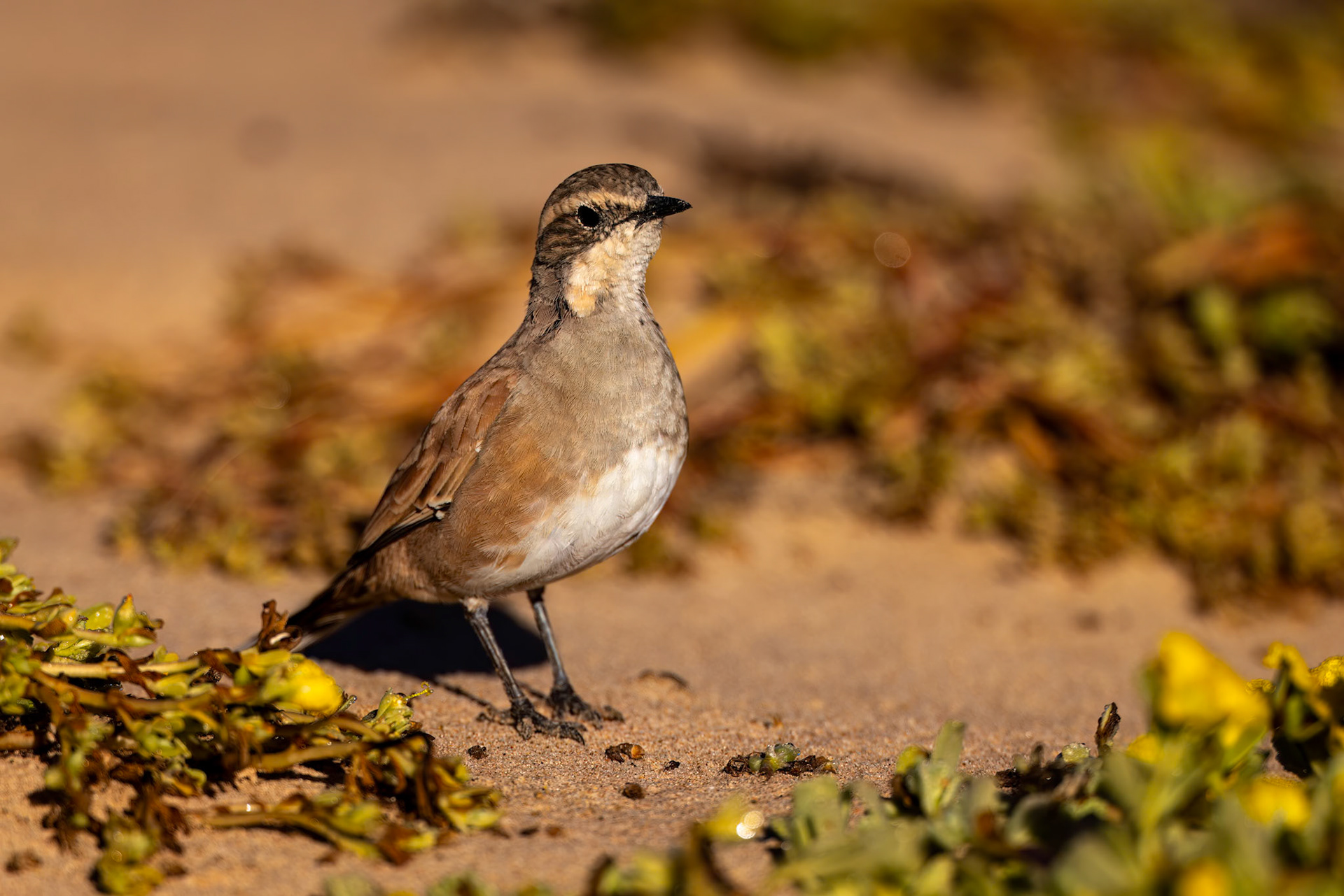 Cinnamon quail-thrush (female), Birdsville, Queensland, Australia