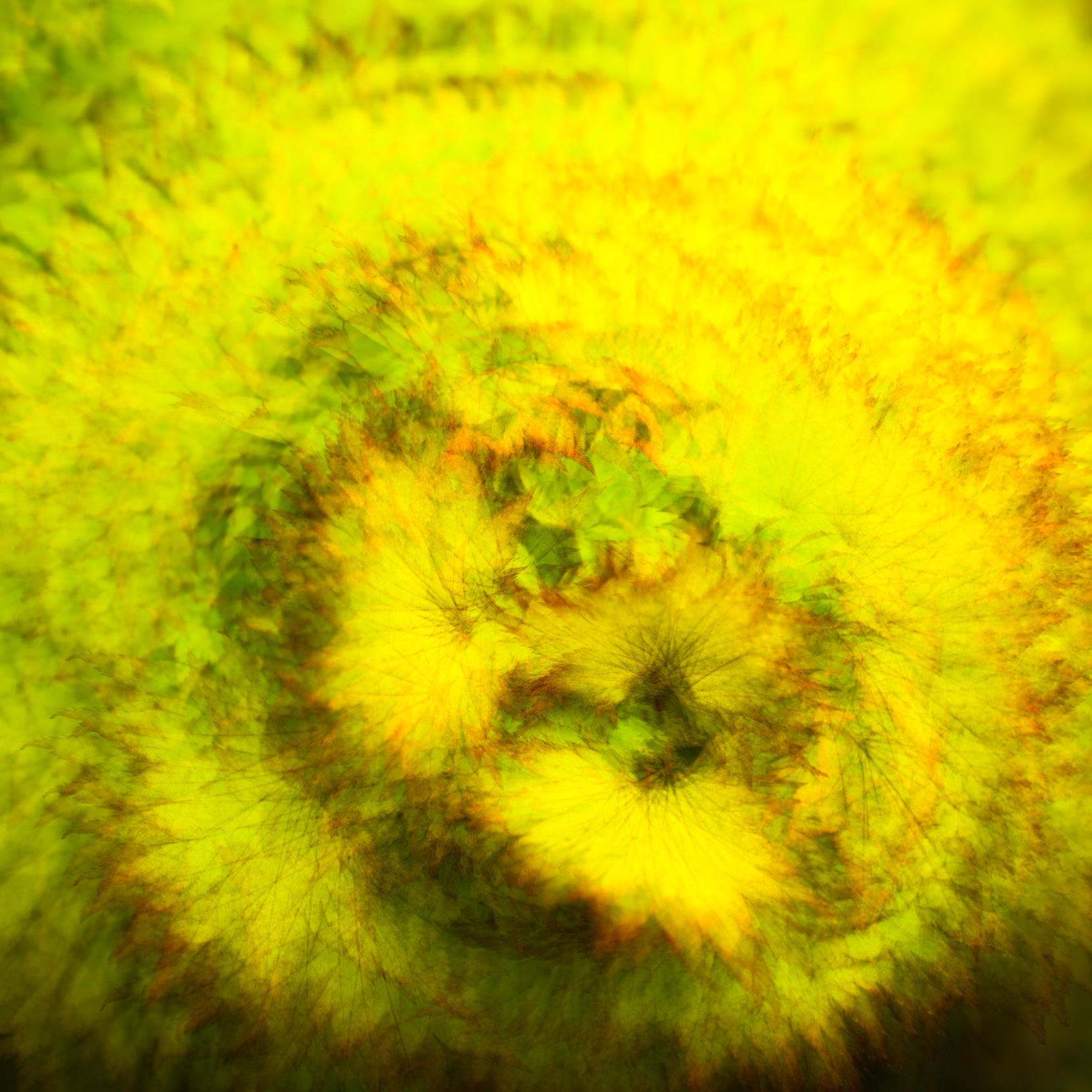 Autumn leaves, Callander, Scotland