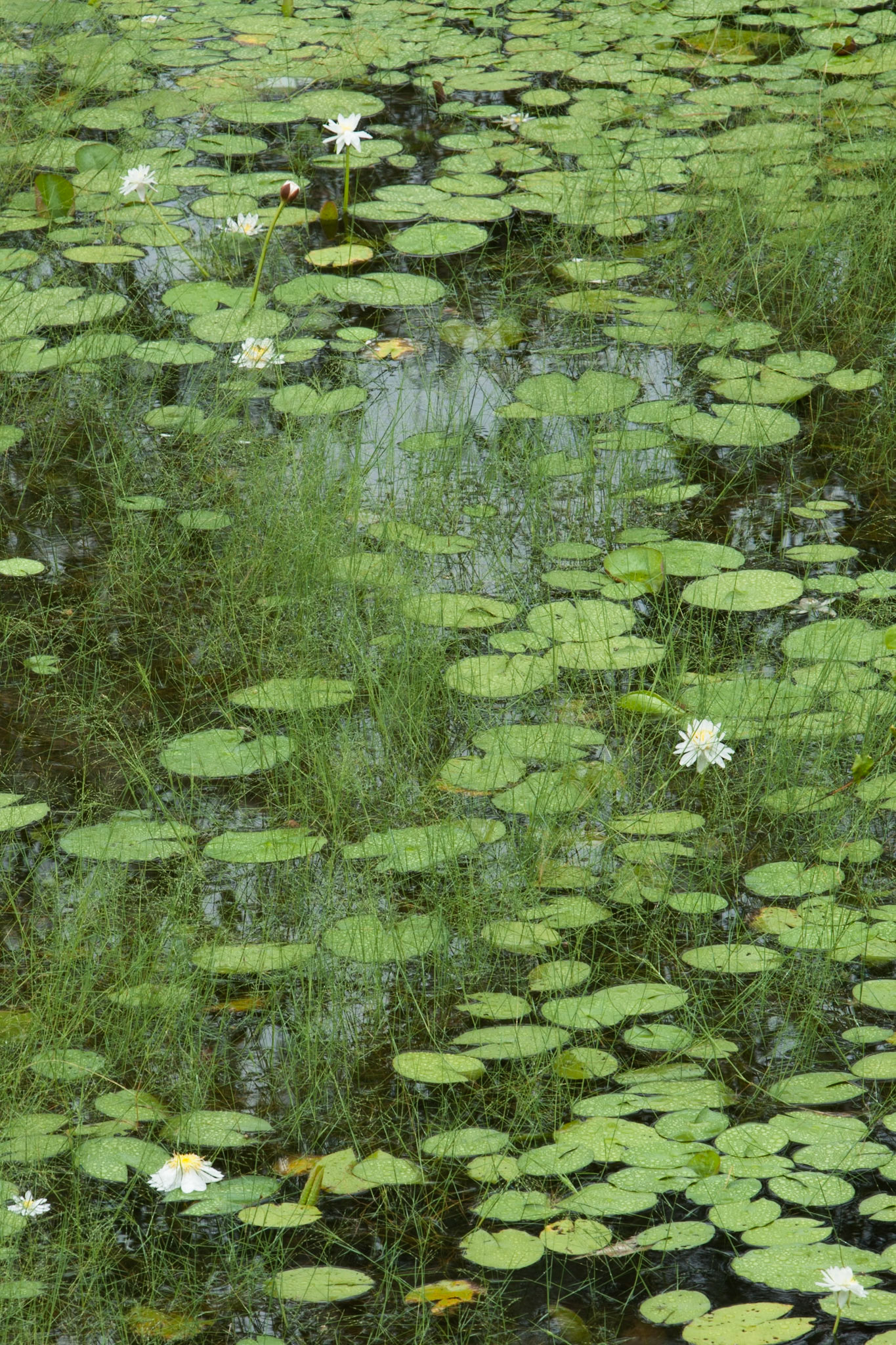 Waterlillies, en route from Kakadu to Litchfield, Northern Territory