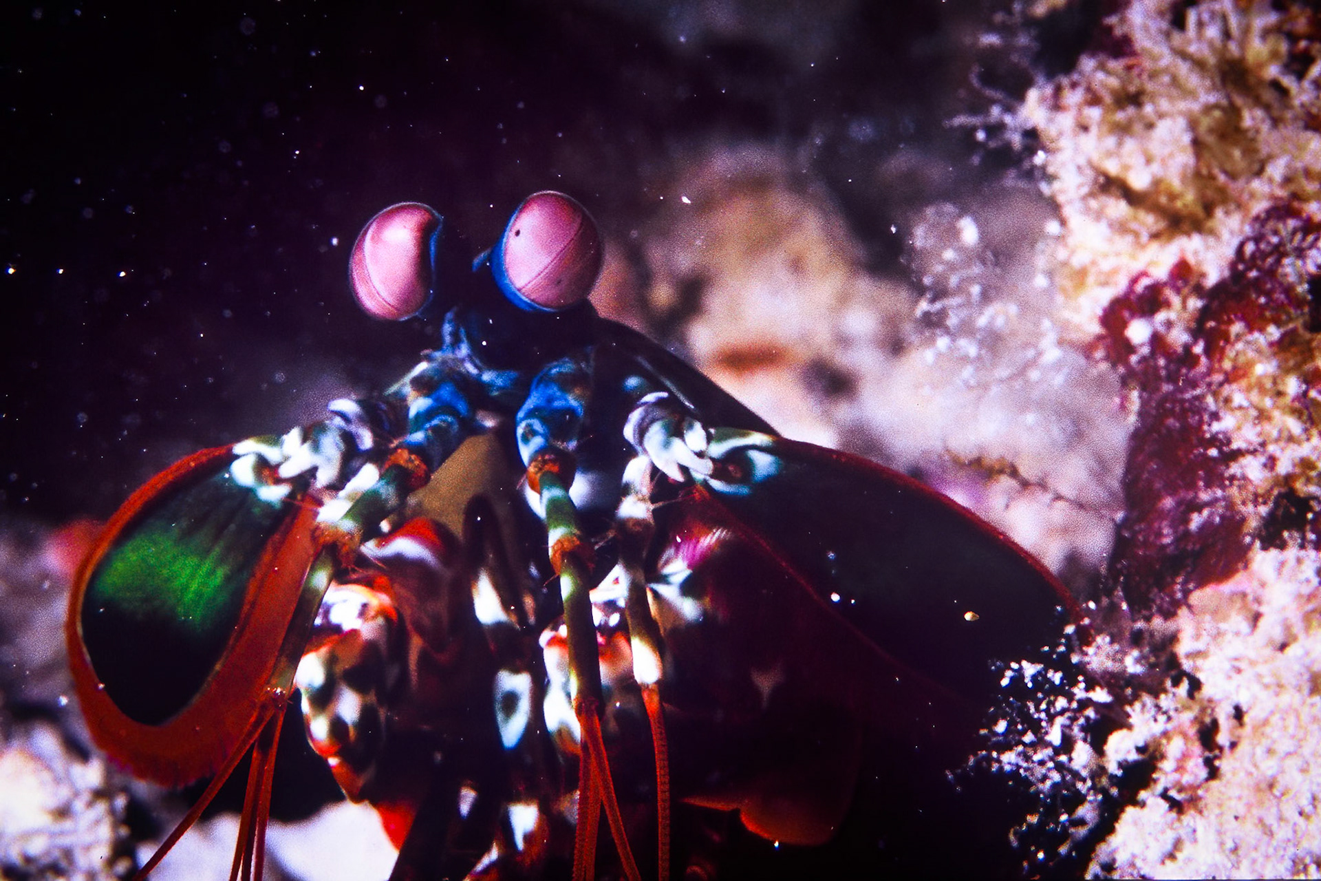 Mantis shrimp, Comores