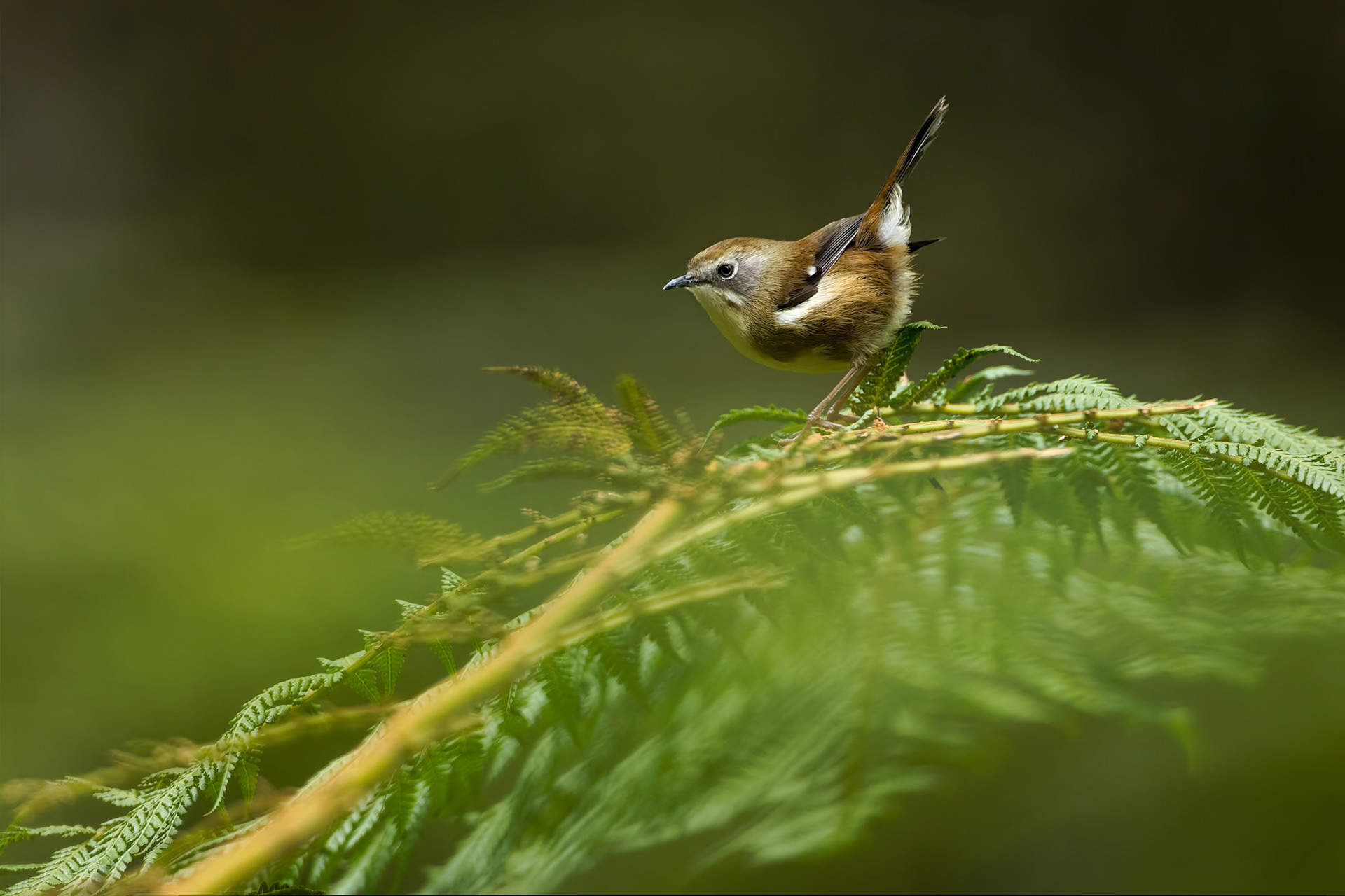 Scrubtit, Mount Field, Tasmania, Australia