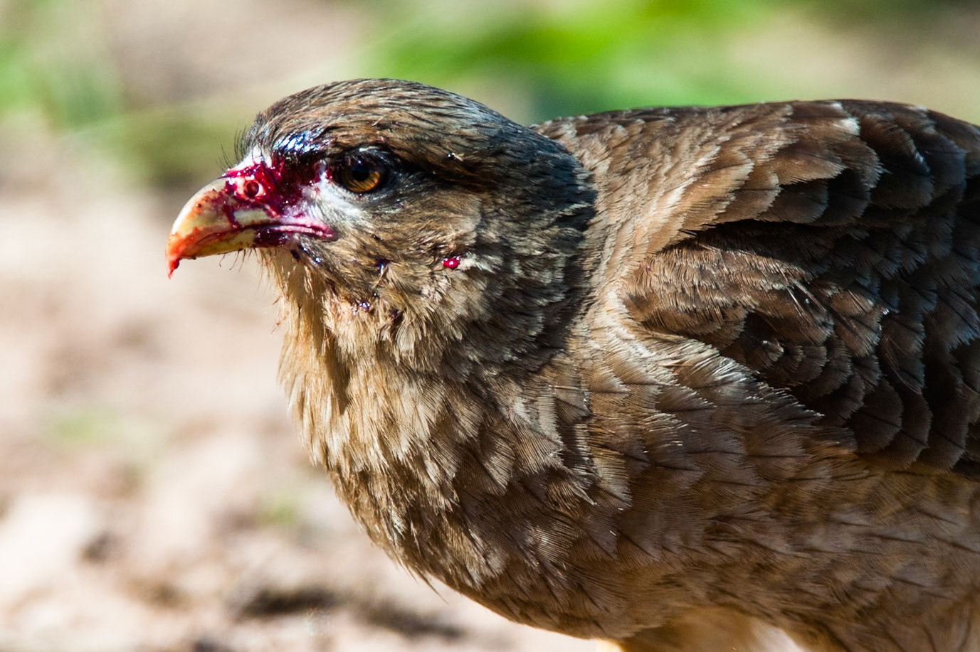 Chimango caracara, Puerto Valle Esteros, Ibera wetlands, Corrientes, Argentina
