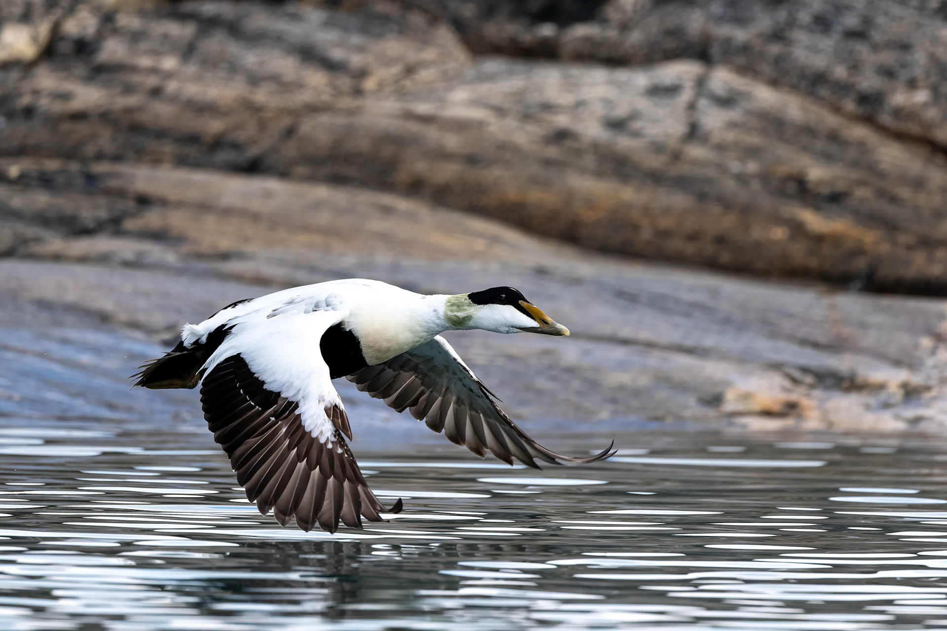 Common eider, Hamiptonbukka, Svalbard, Norway