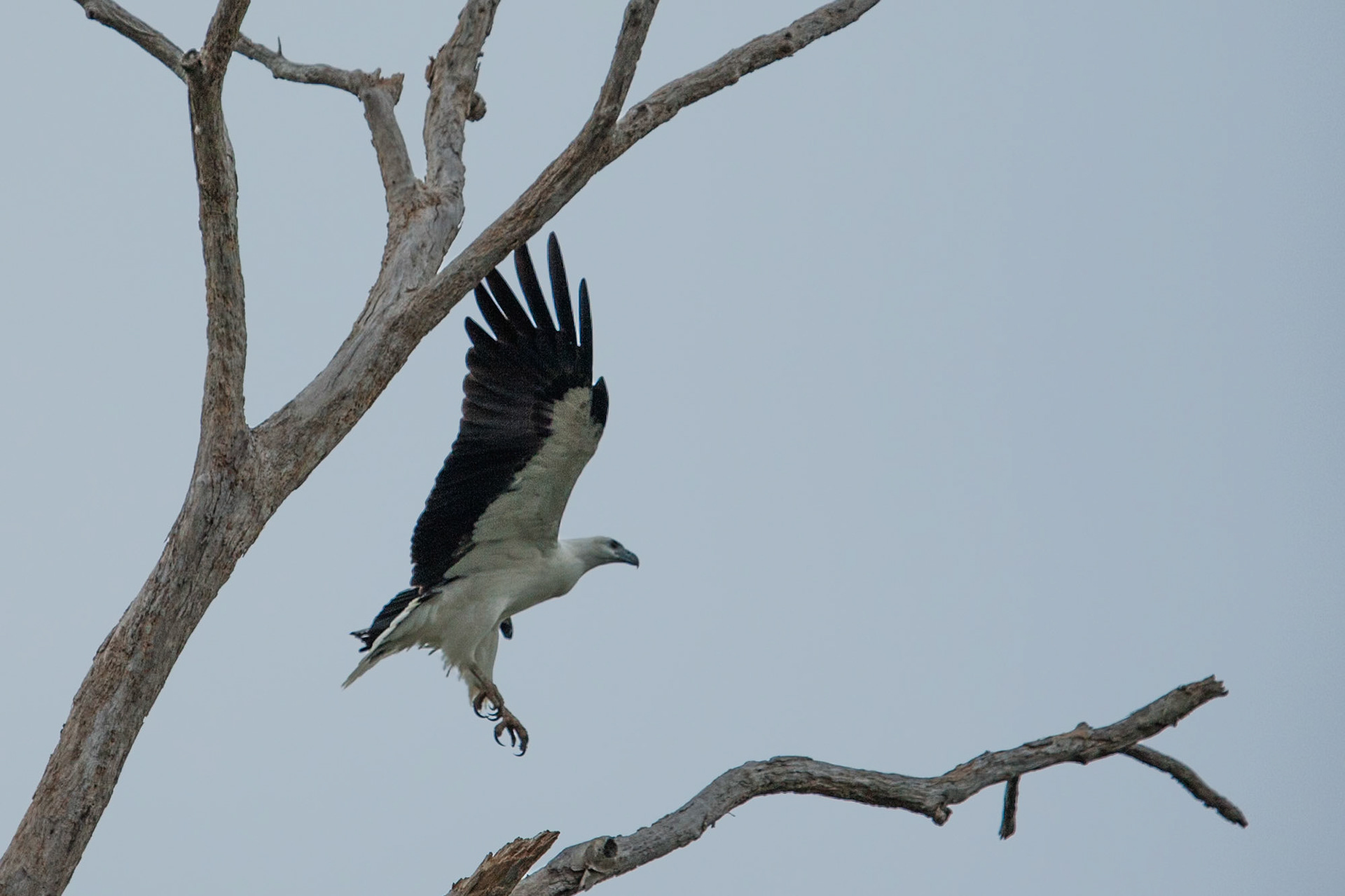 White-bellied sea-eagle, Mount Borradale, Arnhemland, Northern Territory