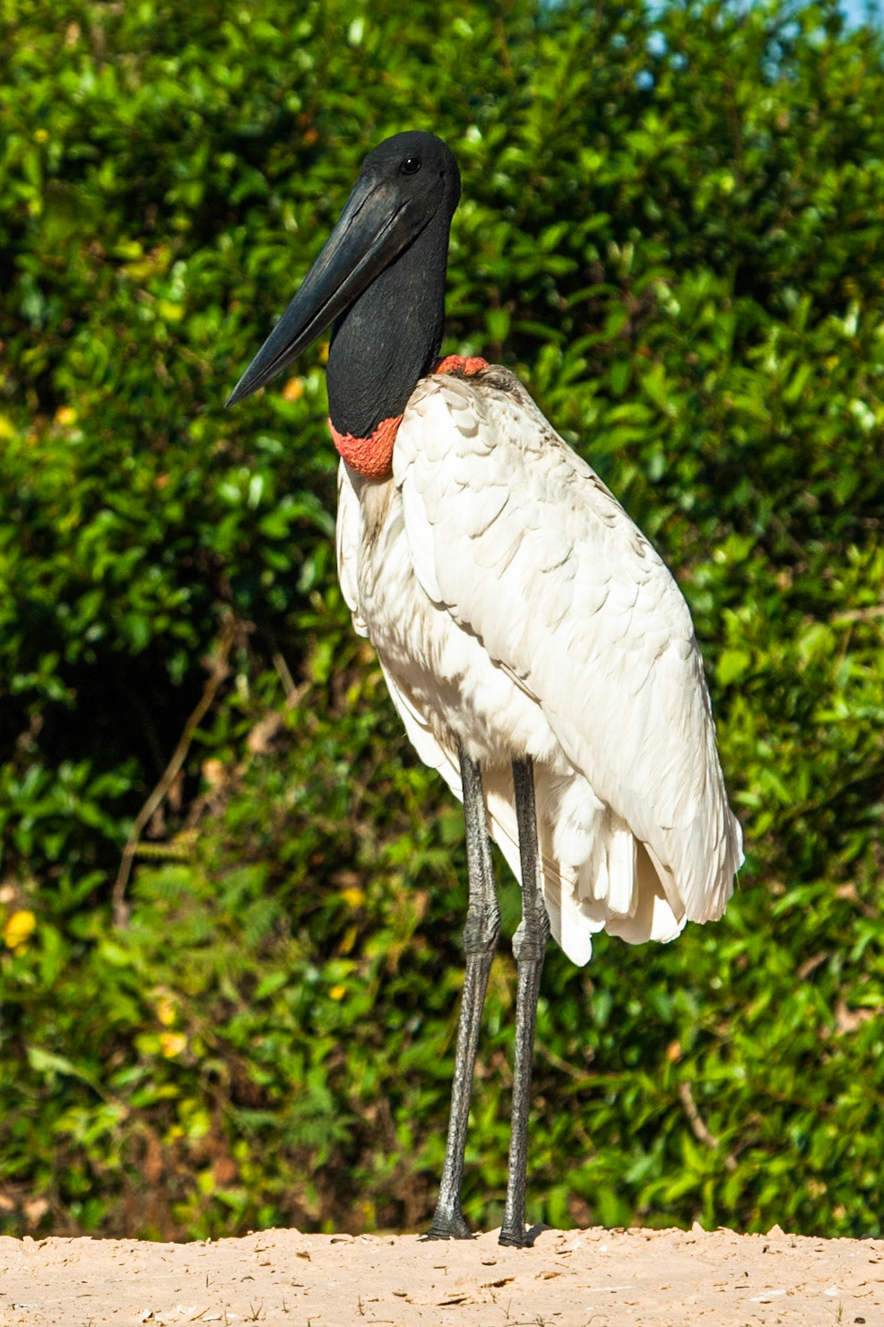 Jabiru, Porto Jofre, Pantanal, Brazil