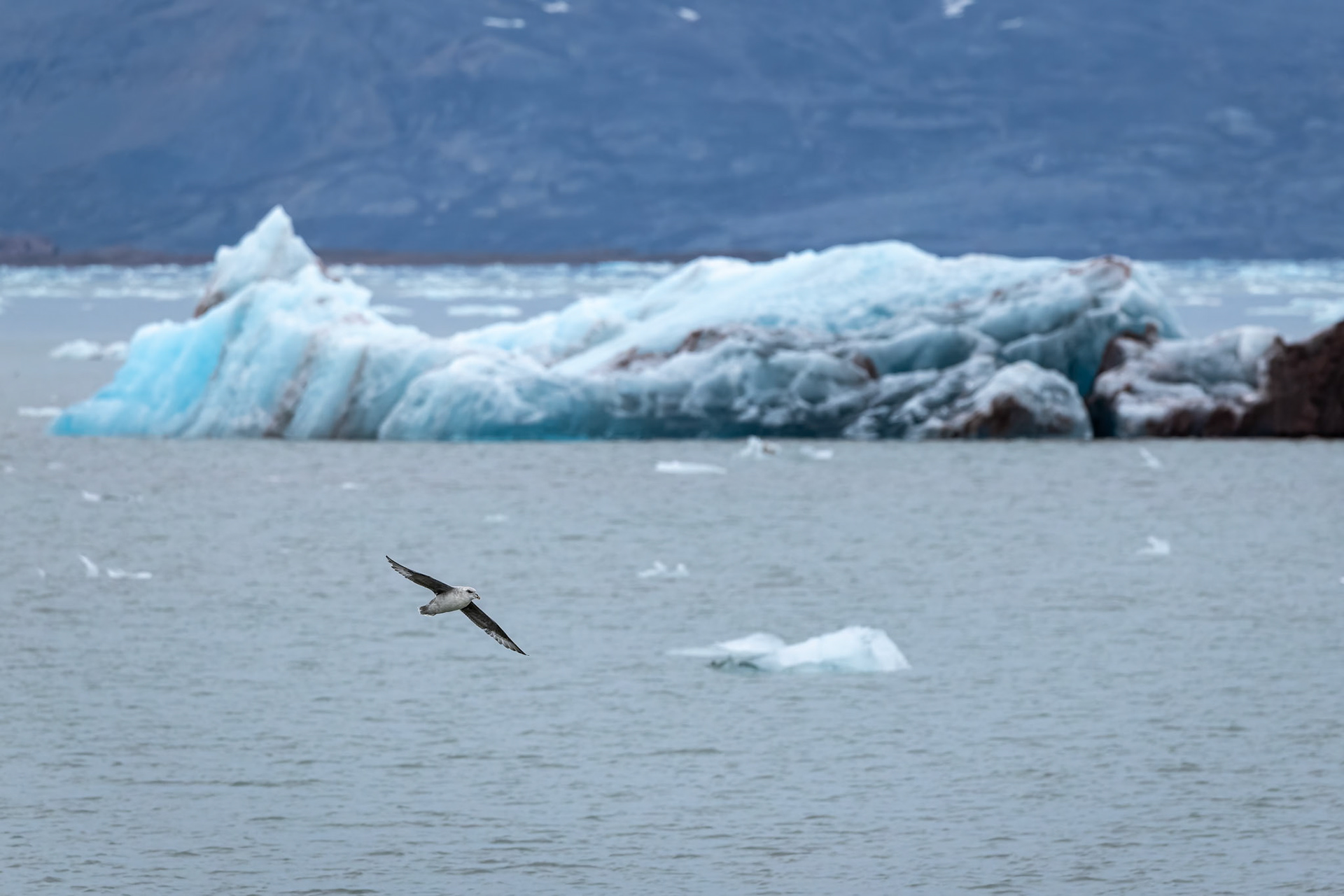 Northern fulmar, Kongsbreen, Svalbard, Norway