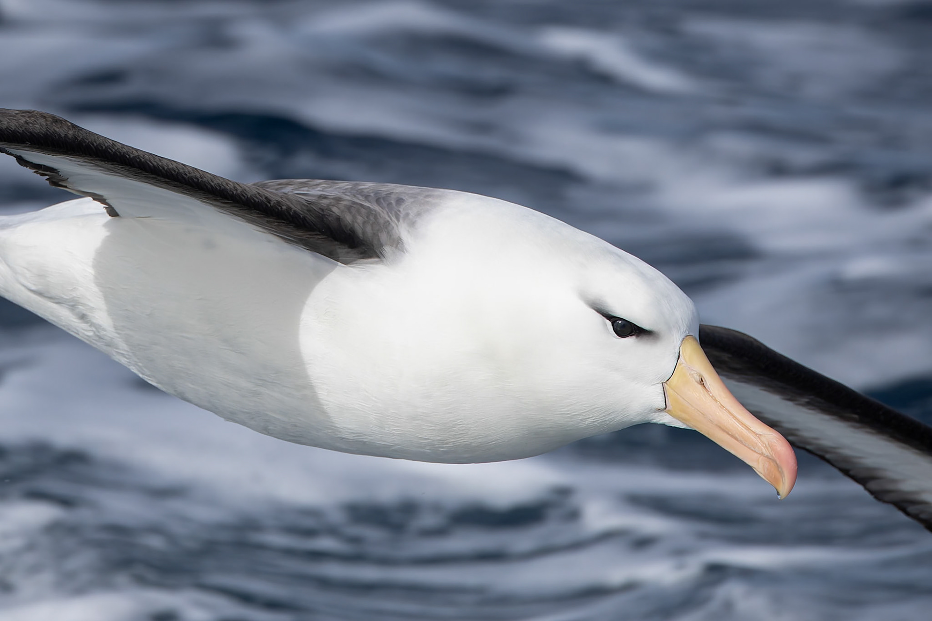 Black-browed albatrosss, towards Ushuaia, Argentina