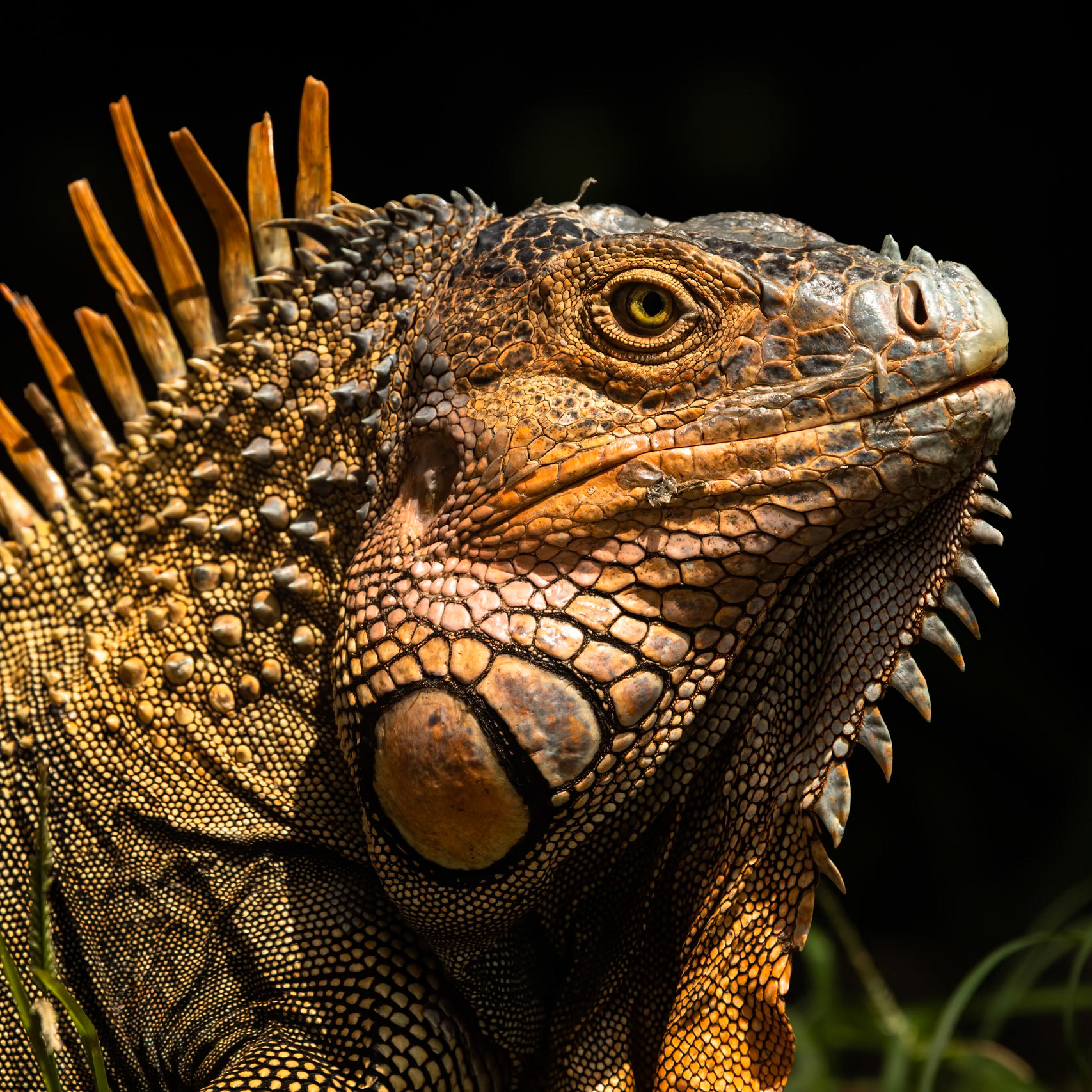 Green iguana, near Arenal, Costa Rica, 2019