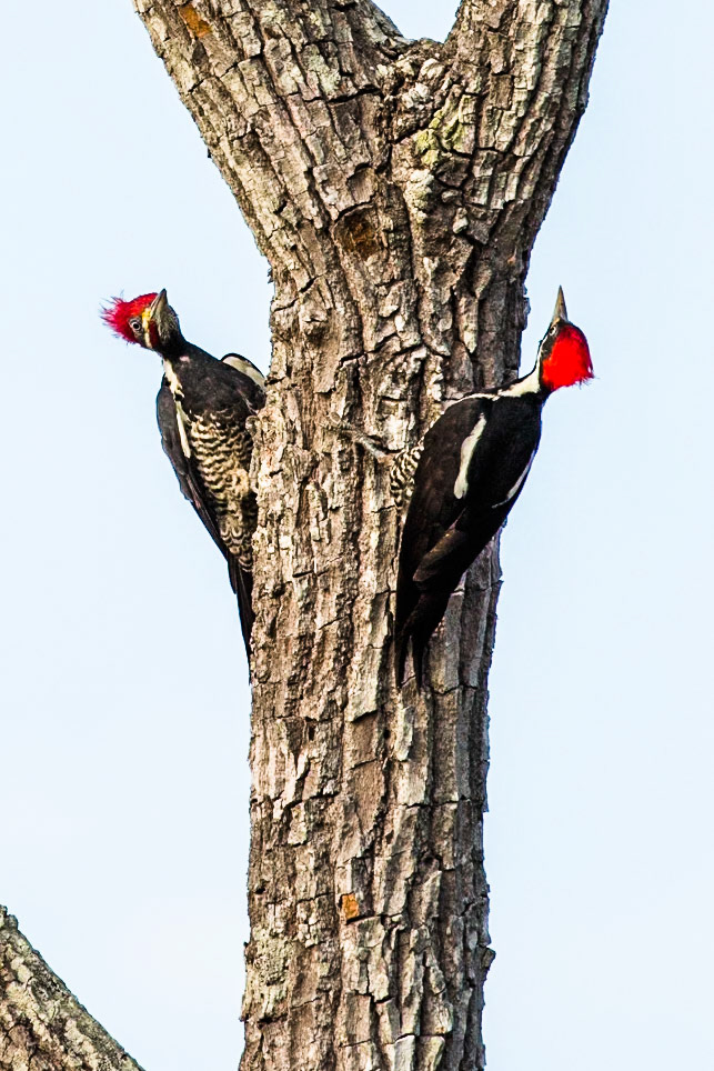 Lineated woodpecker, Pousada Piuval, Pantanal, Brazil