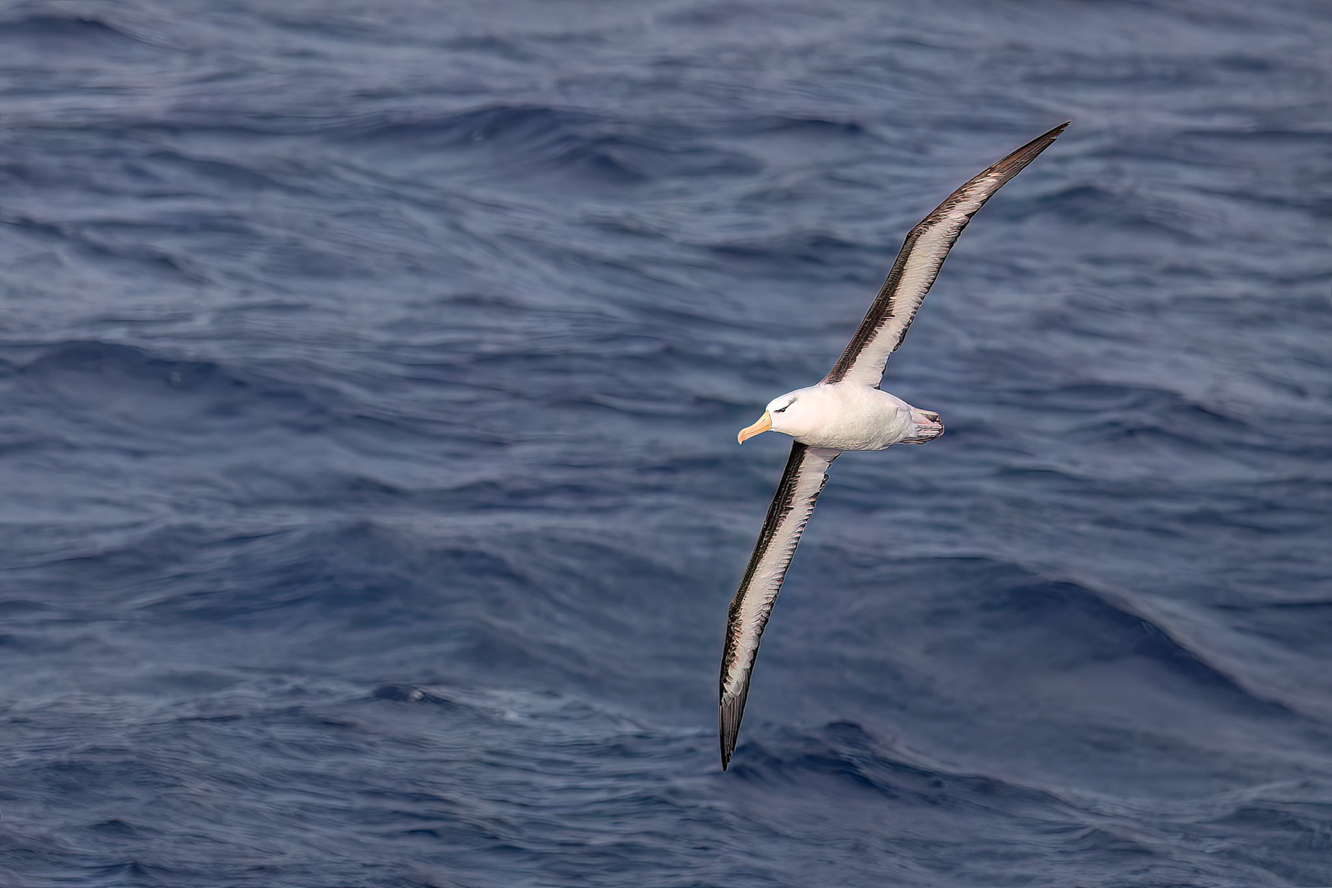 Black-browed albatross, from the Falklands towards South Georgia