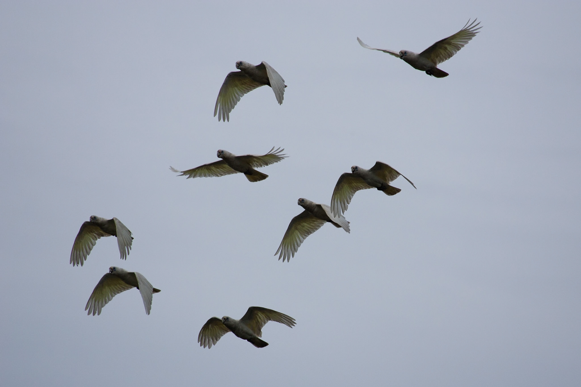 Little Corellas in flight, Cooinda, Kakadu, Northern Territory