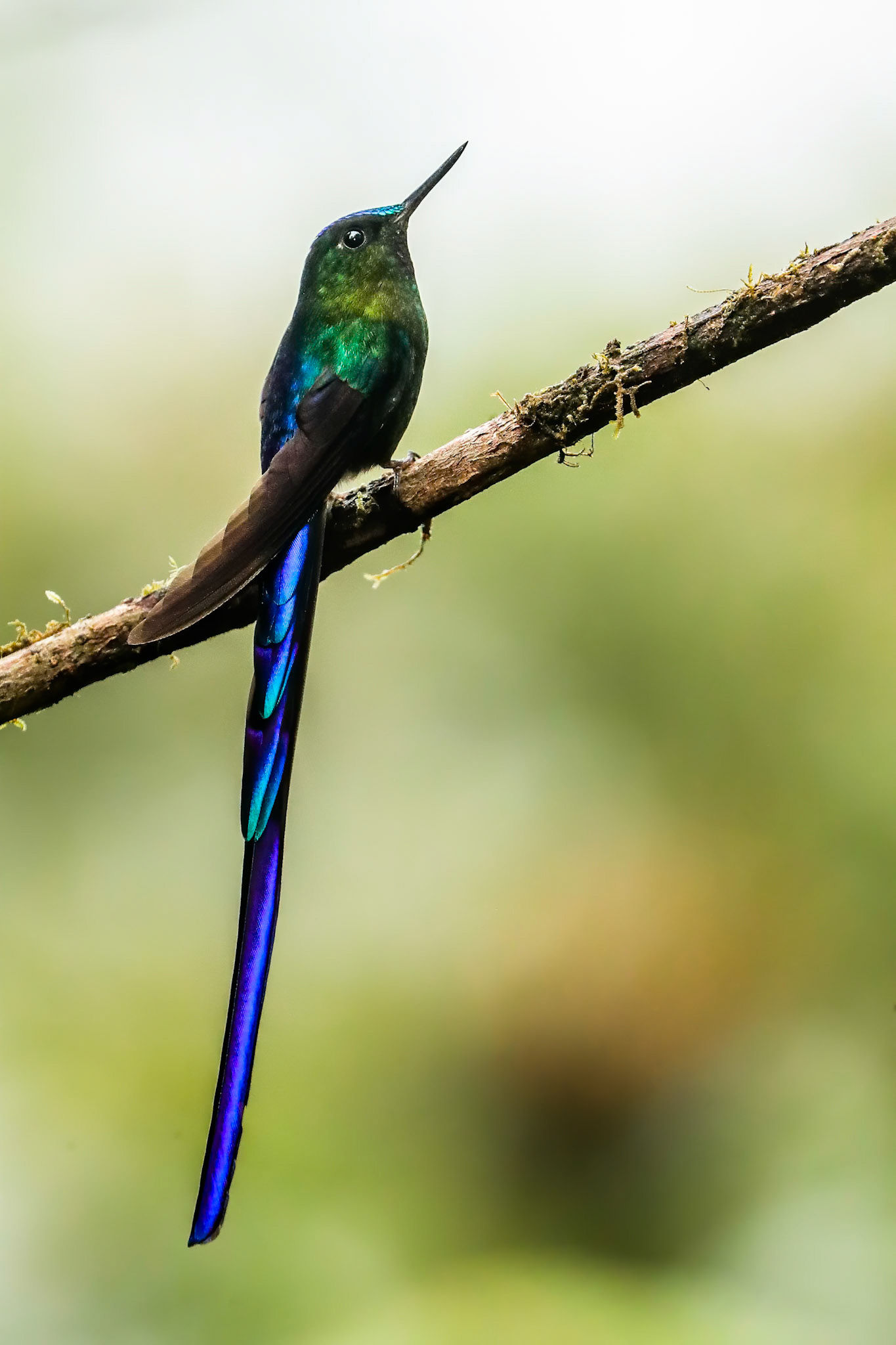 Violet-tailed sylph, Las Tangeras, Colombia