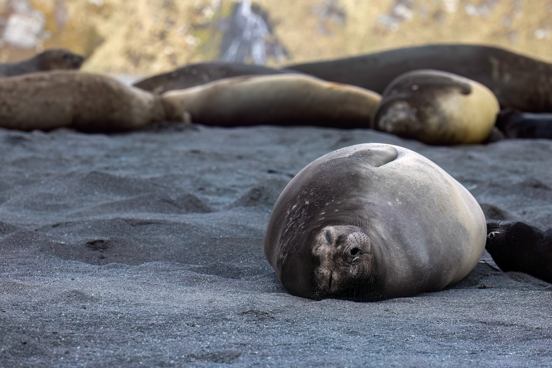 Elephant seal, Rightwhale Bay, South Georgia