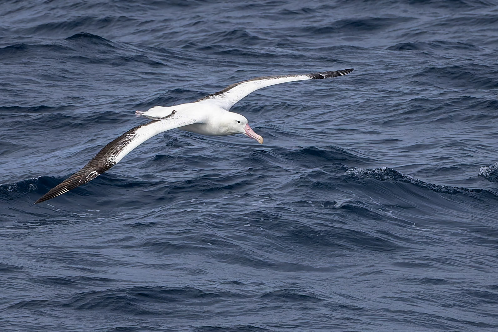Northern royal albatross, towards Ushuaia, Argentina