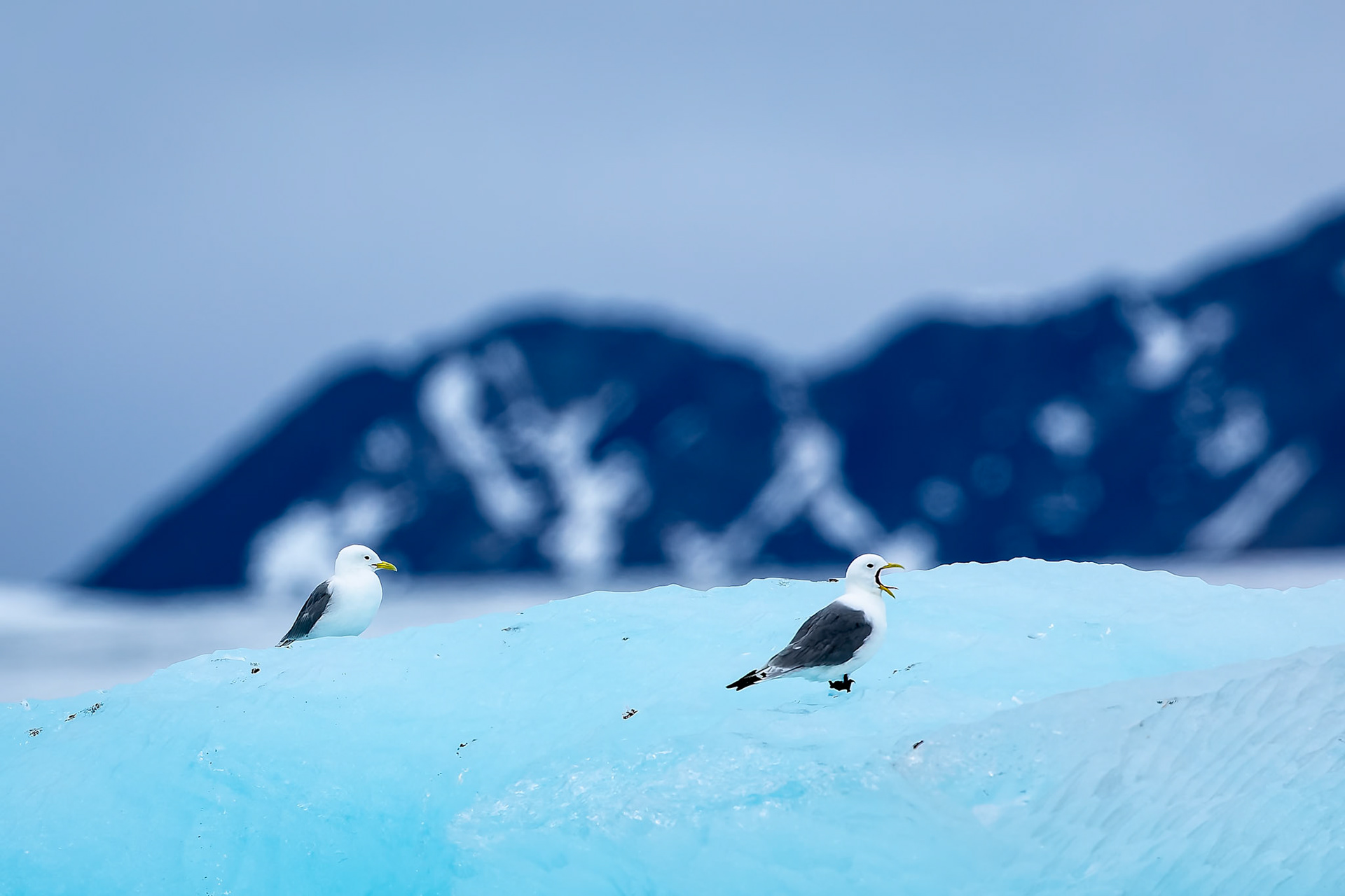Black-legged kittiwake, Lilliehoekbreen, Svalbard, Norway