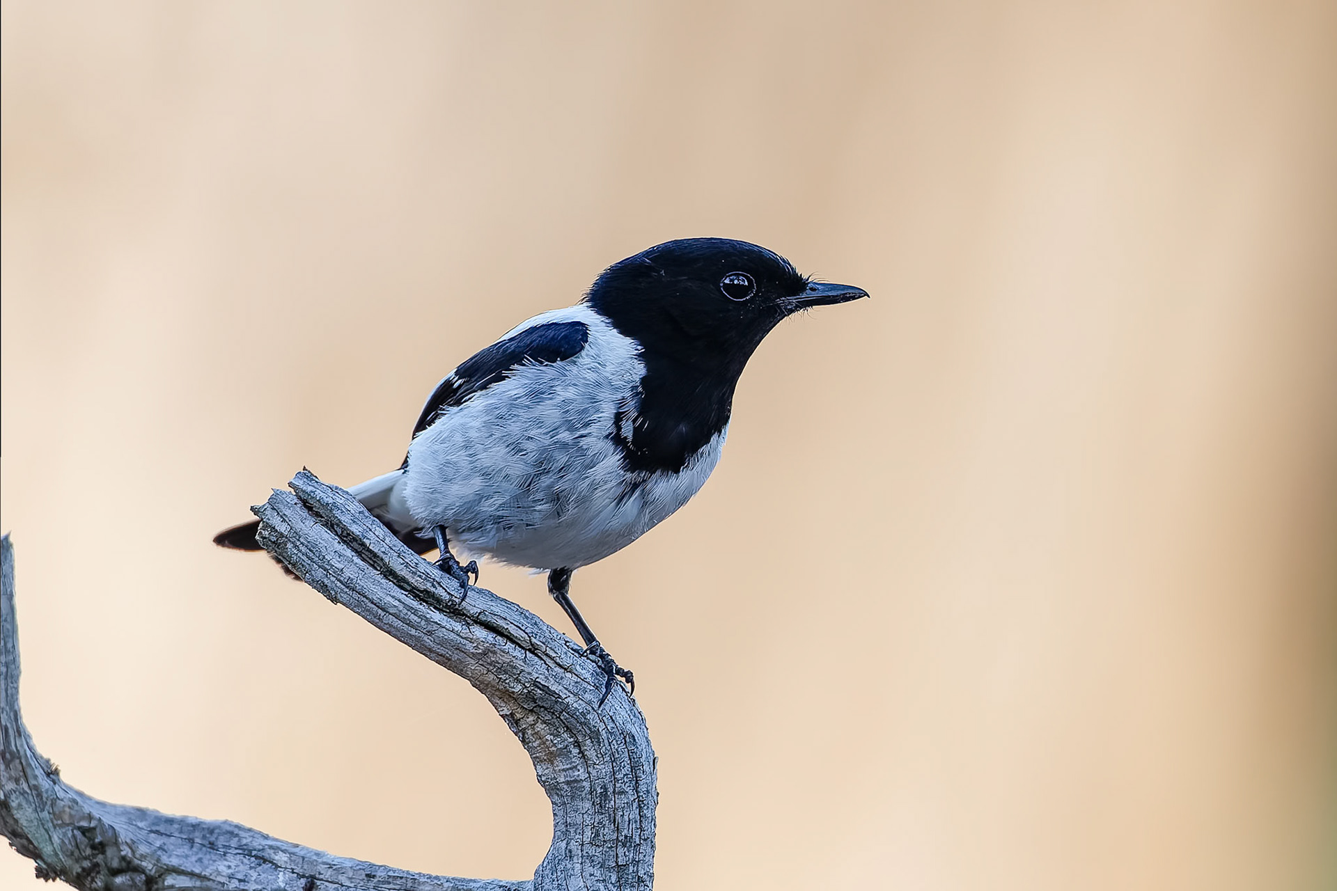 Hooded robin, Backyamma State Forest, Forbes, NSW, Australia