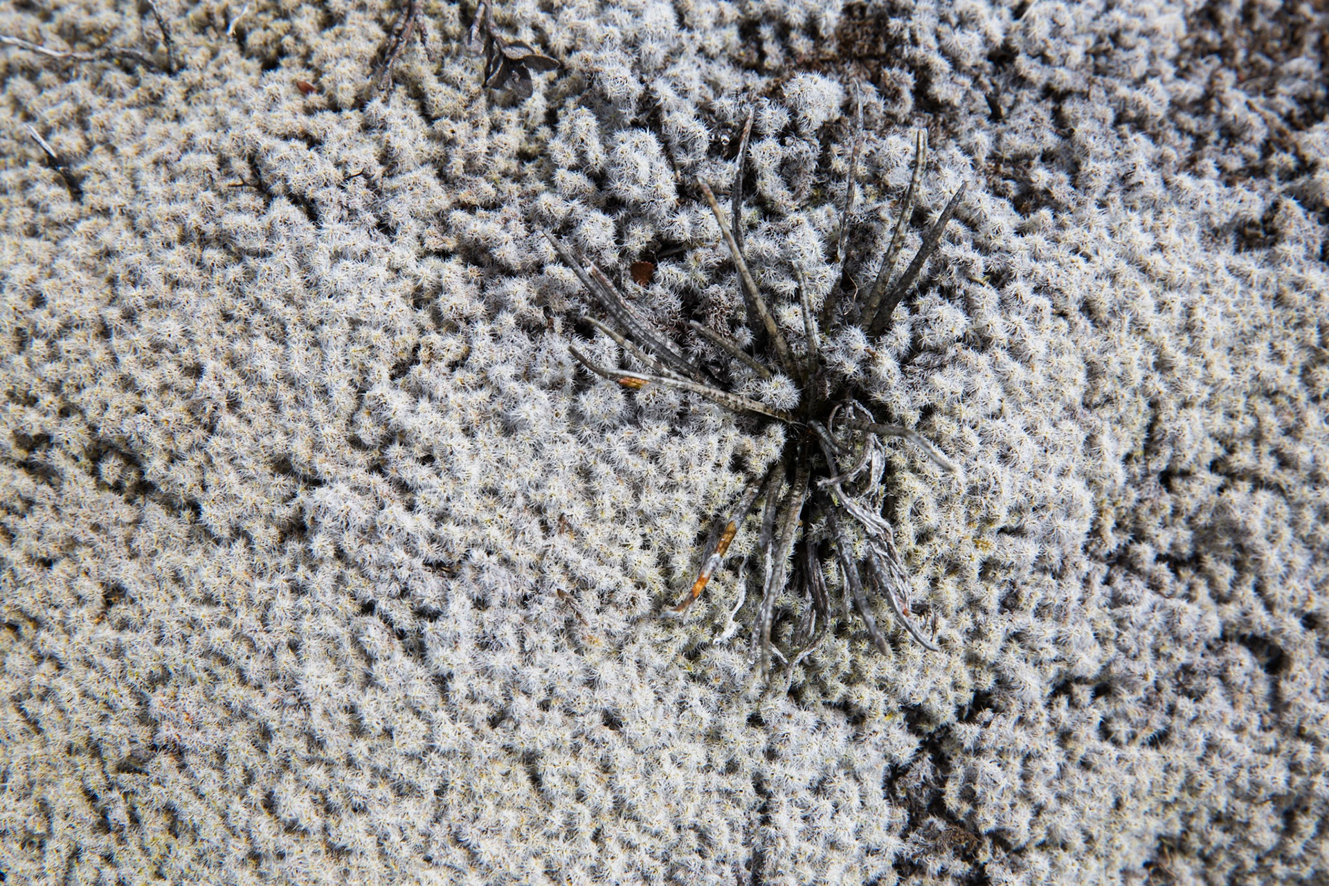 Waihohonu to Whakapapa village, Tongariro, New Zealand